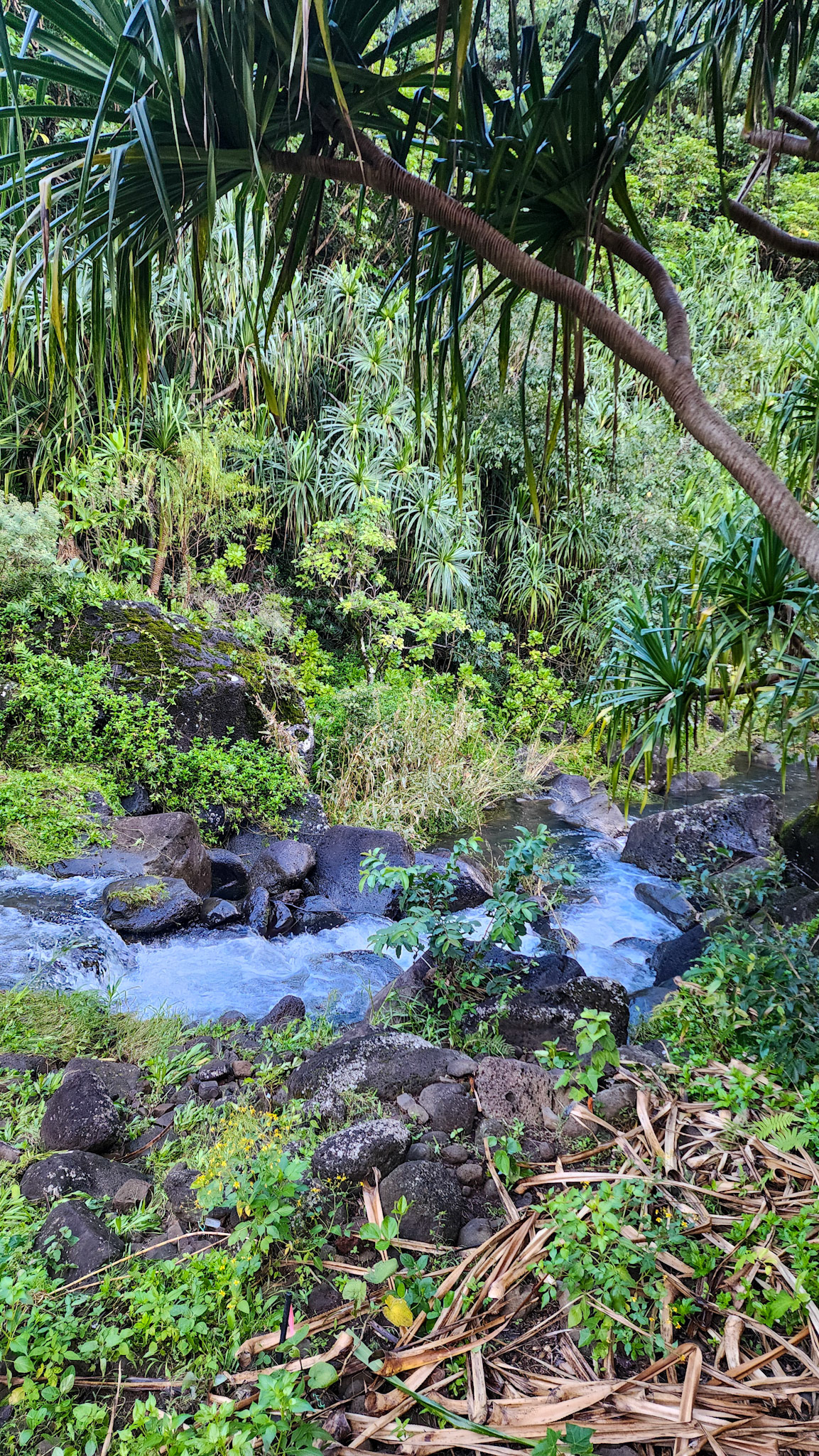 Limahuli Garden & Preserve, National Tropical Botanical Garden, Kaua'i, Hawai'i