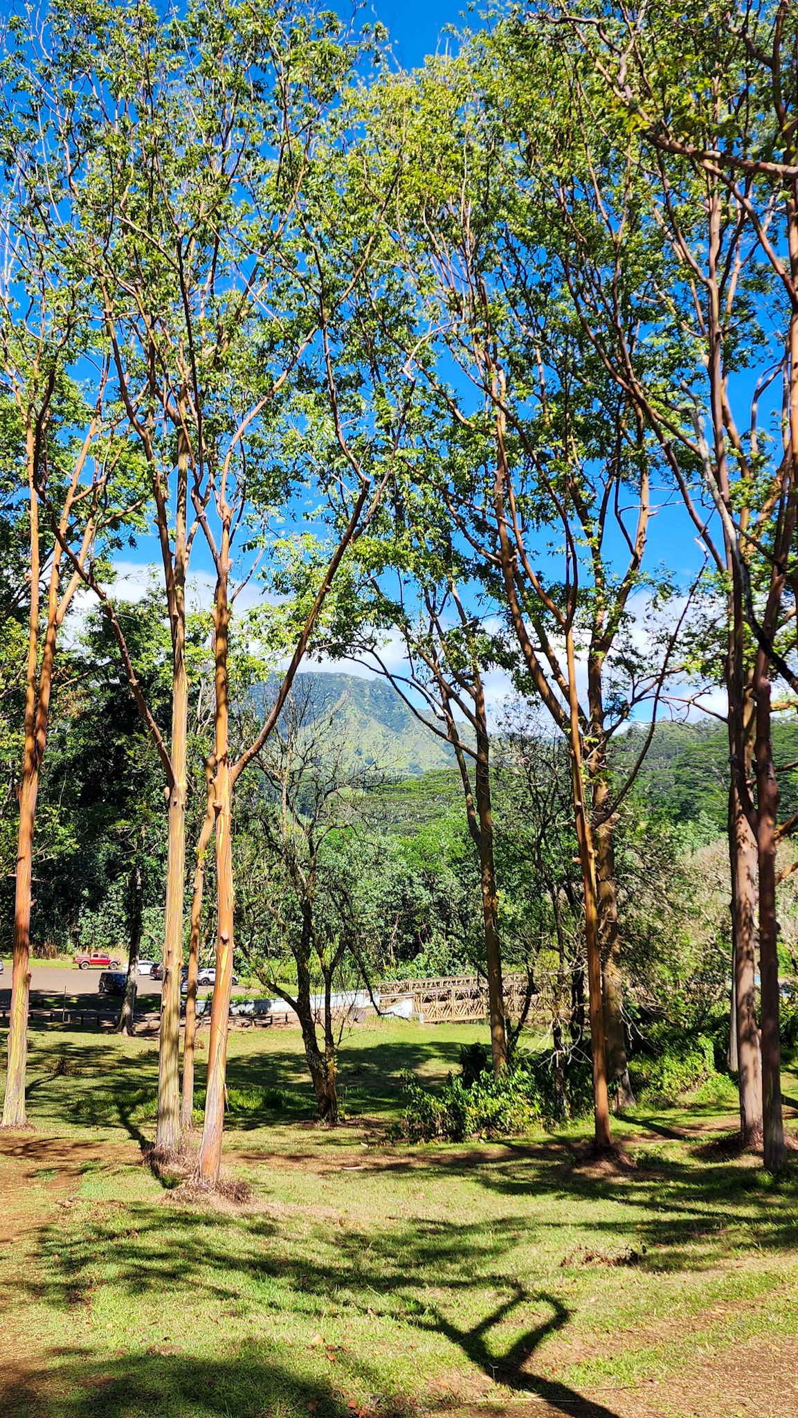 Keahua Arboretum, Lihue-Koloa Forest Reserve, Kaua'i, Hawai'i