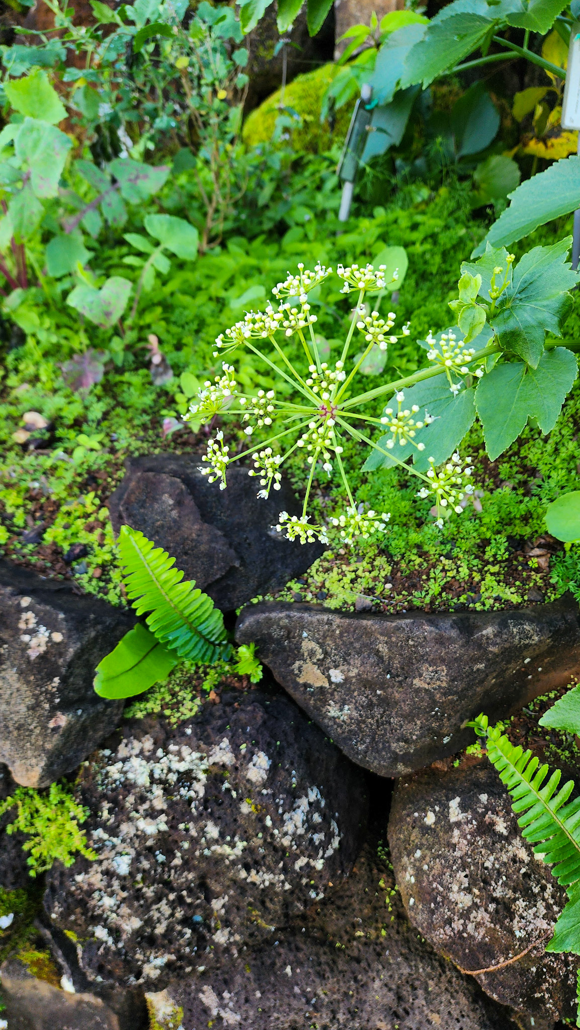 Limahuli Garden & Preserve, National Tropical Botanical Garden, Kaua'i, Hawai'i