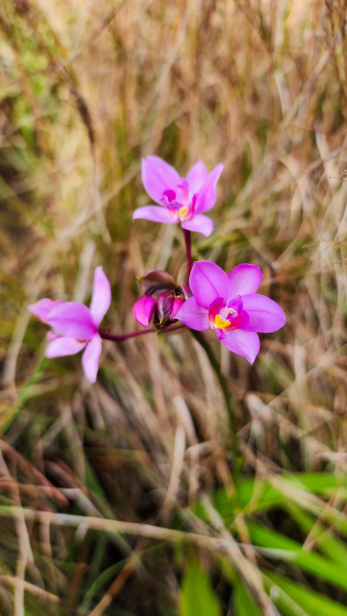 Native orchids