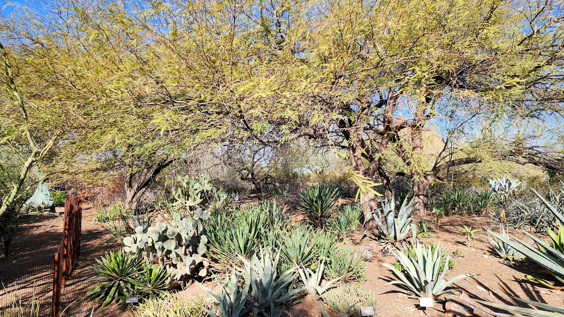 Desert Botanical Garden, Phoenix, AZ