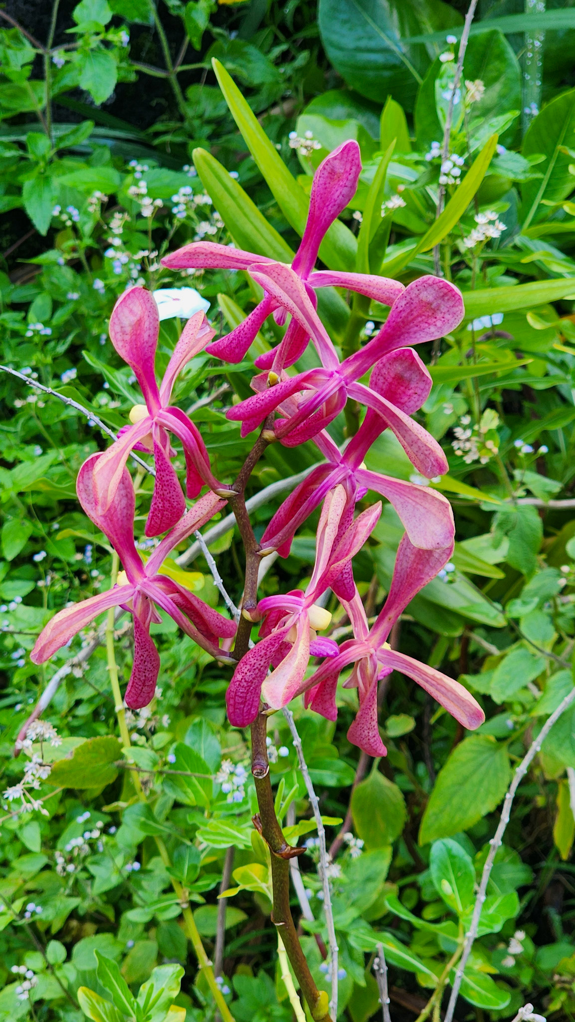 Limahuli Garden & Preserve, National Tropical Botanical Garden, Kaua'i, Hawai'i