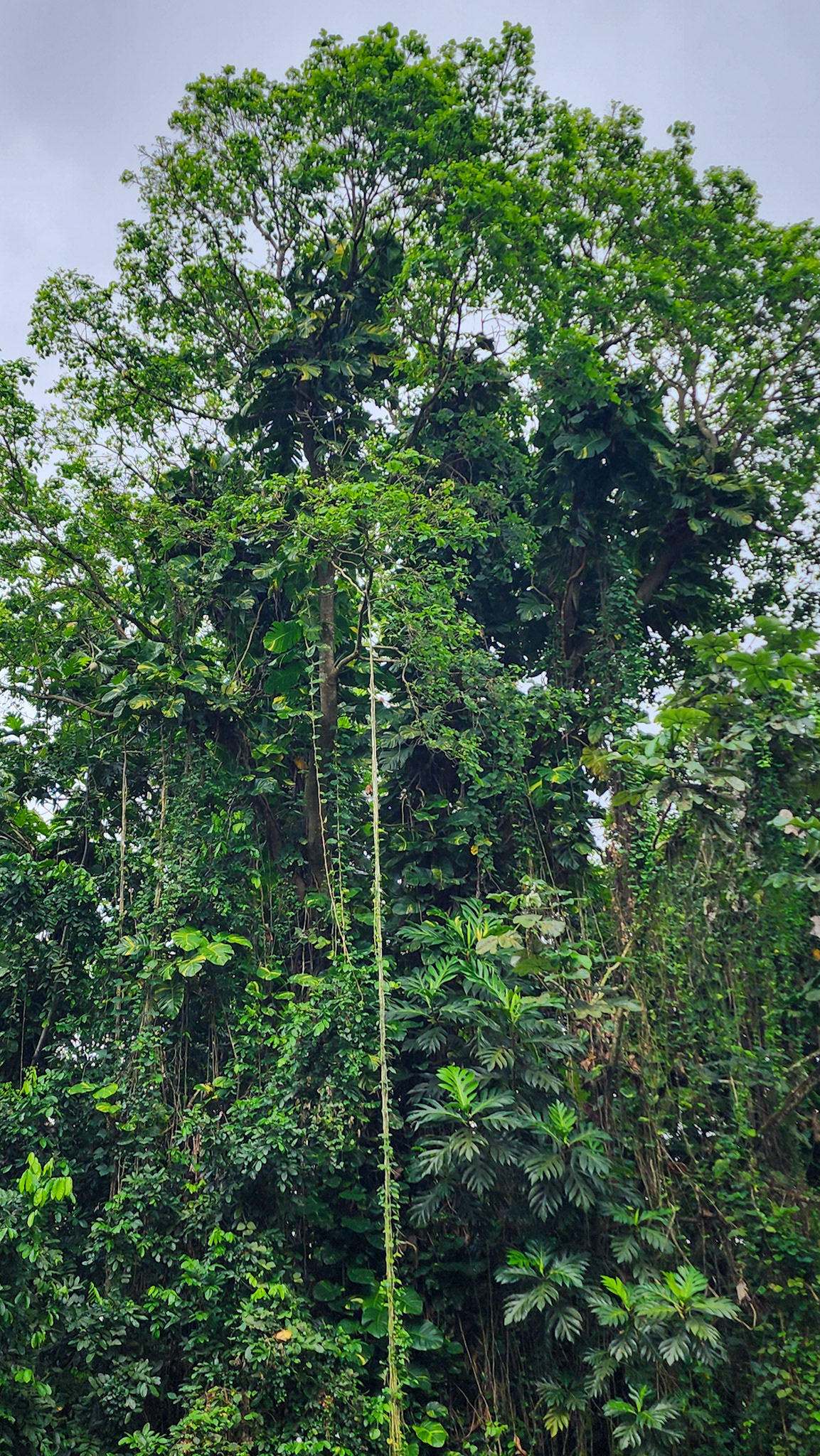 Botanical Garden in Rio Piedras