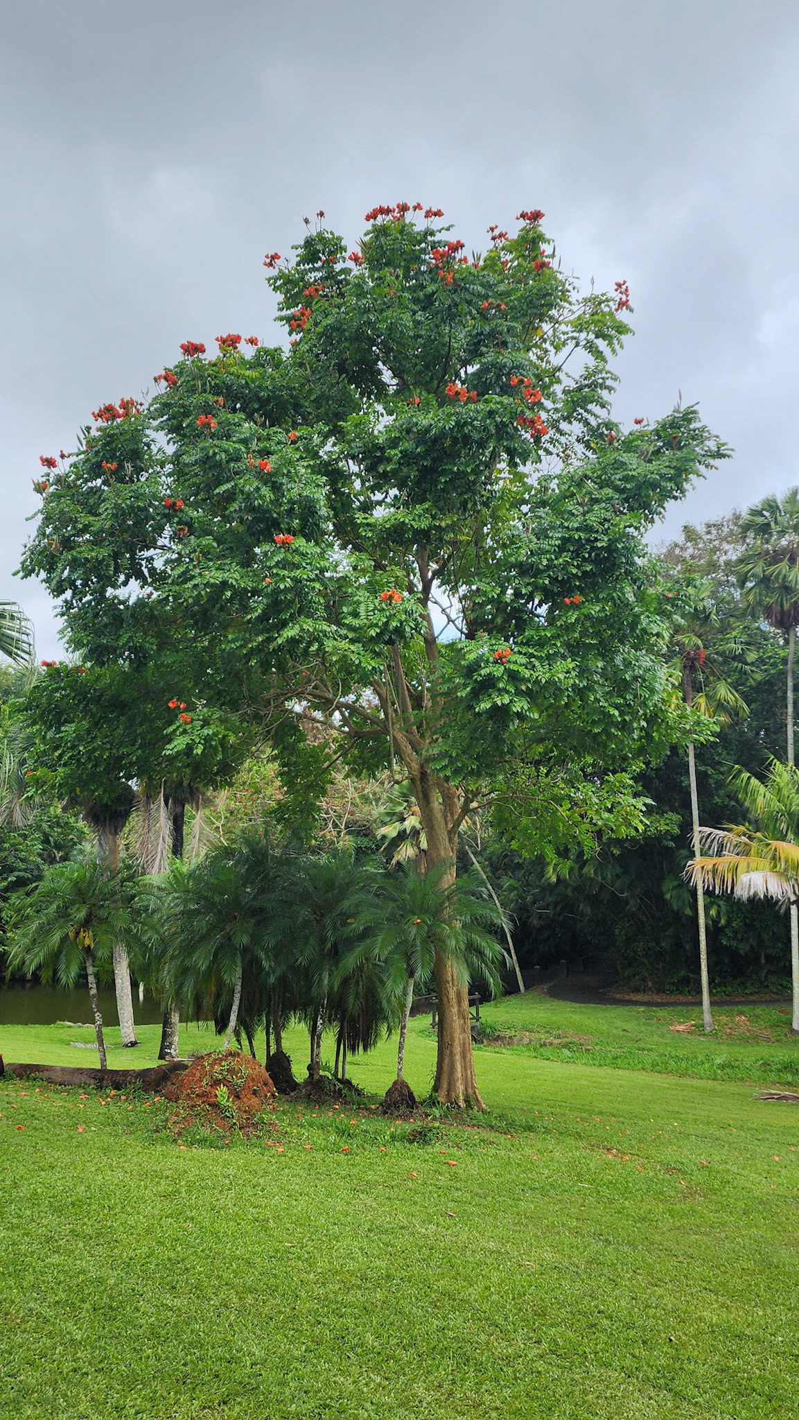 Botanical Garden in Rio Piedras