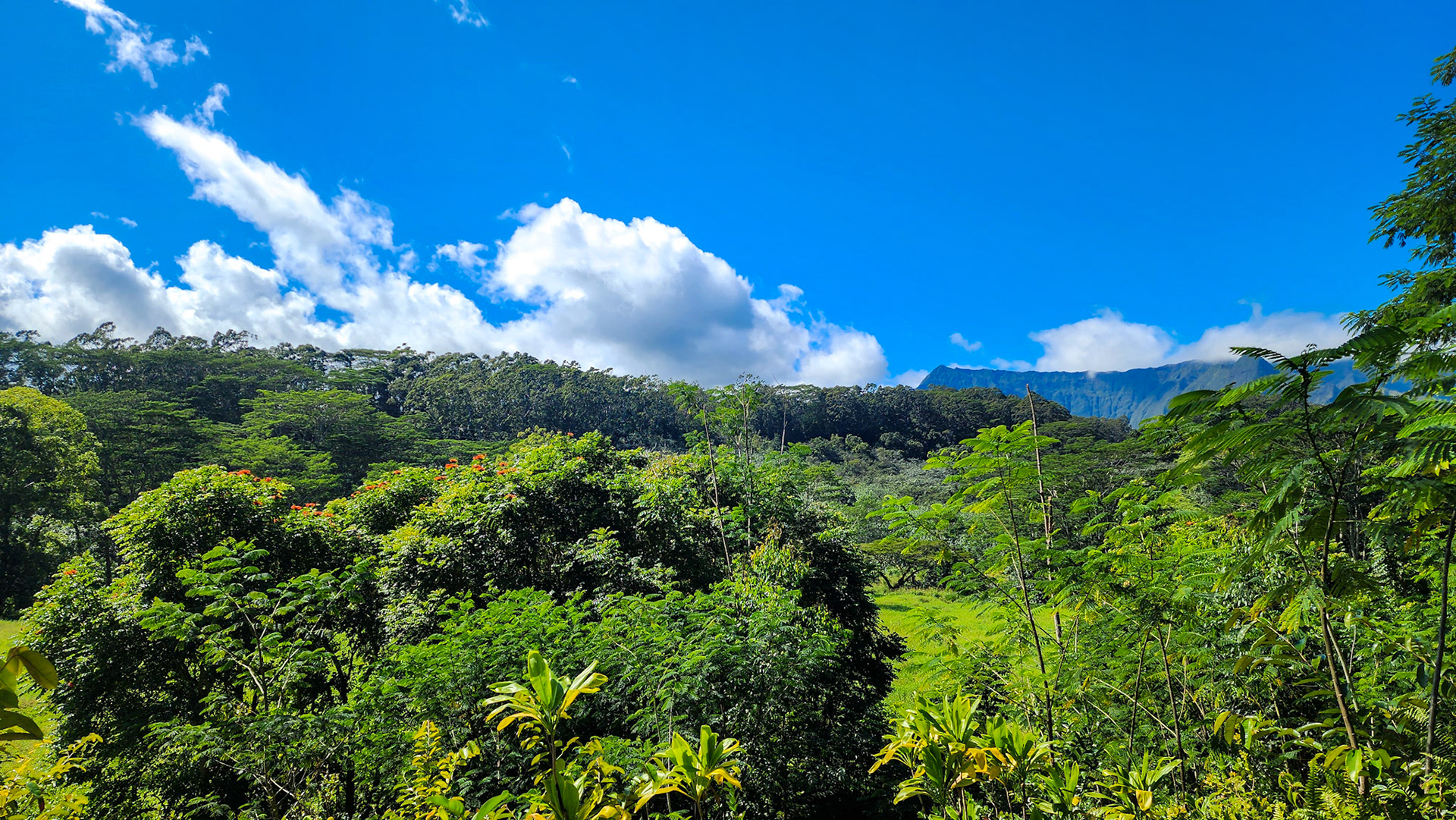 Keahua Arboretum, Lihue-Koloa Forest Reserve, Kaua'i, Hawai'i