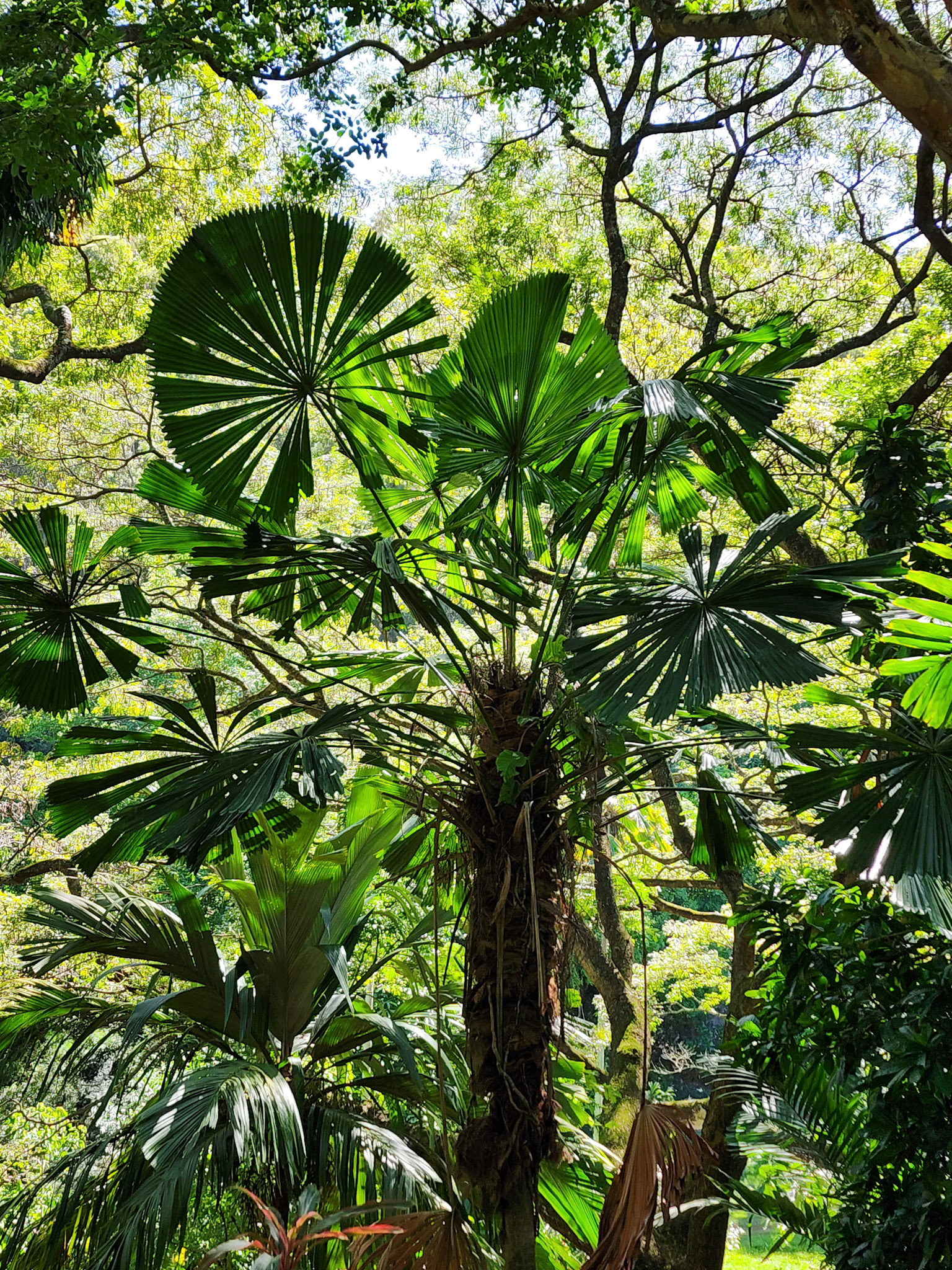 Allerton Garden, Lawai, HI