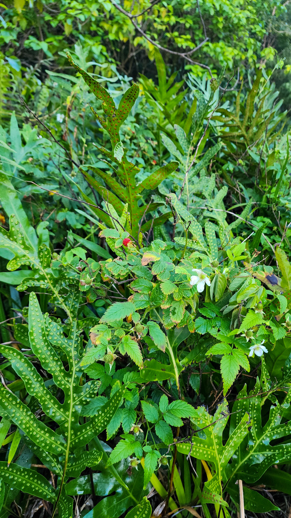 Limahuli Garden & Preserve, National Tropical Botanical Garden, Kaua'i, Hawai'i