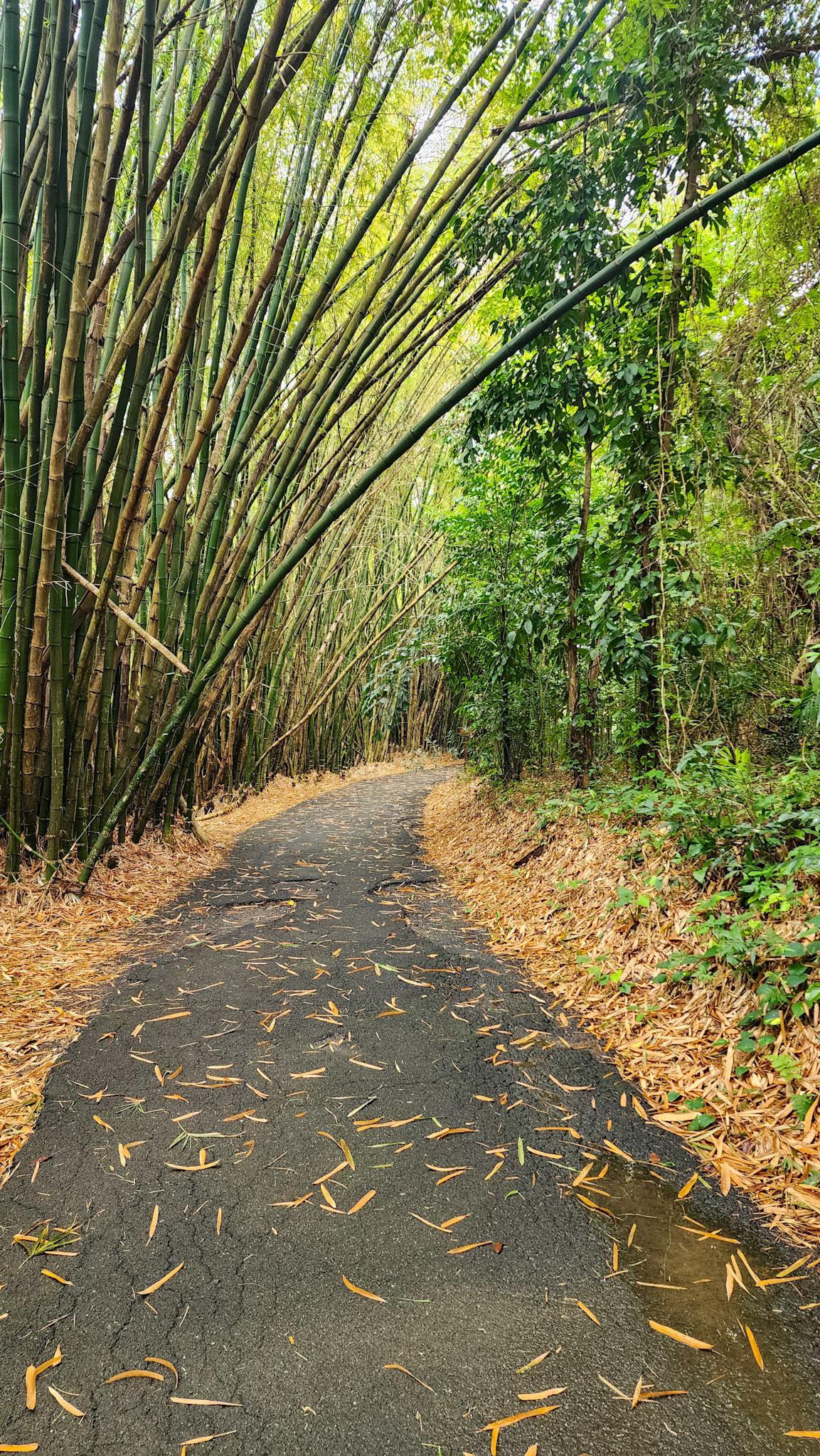 Botanical Garden in Rio Piedras