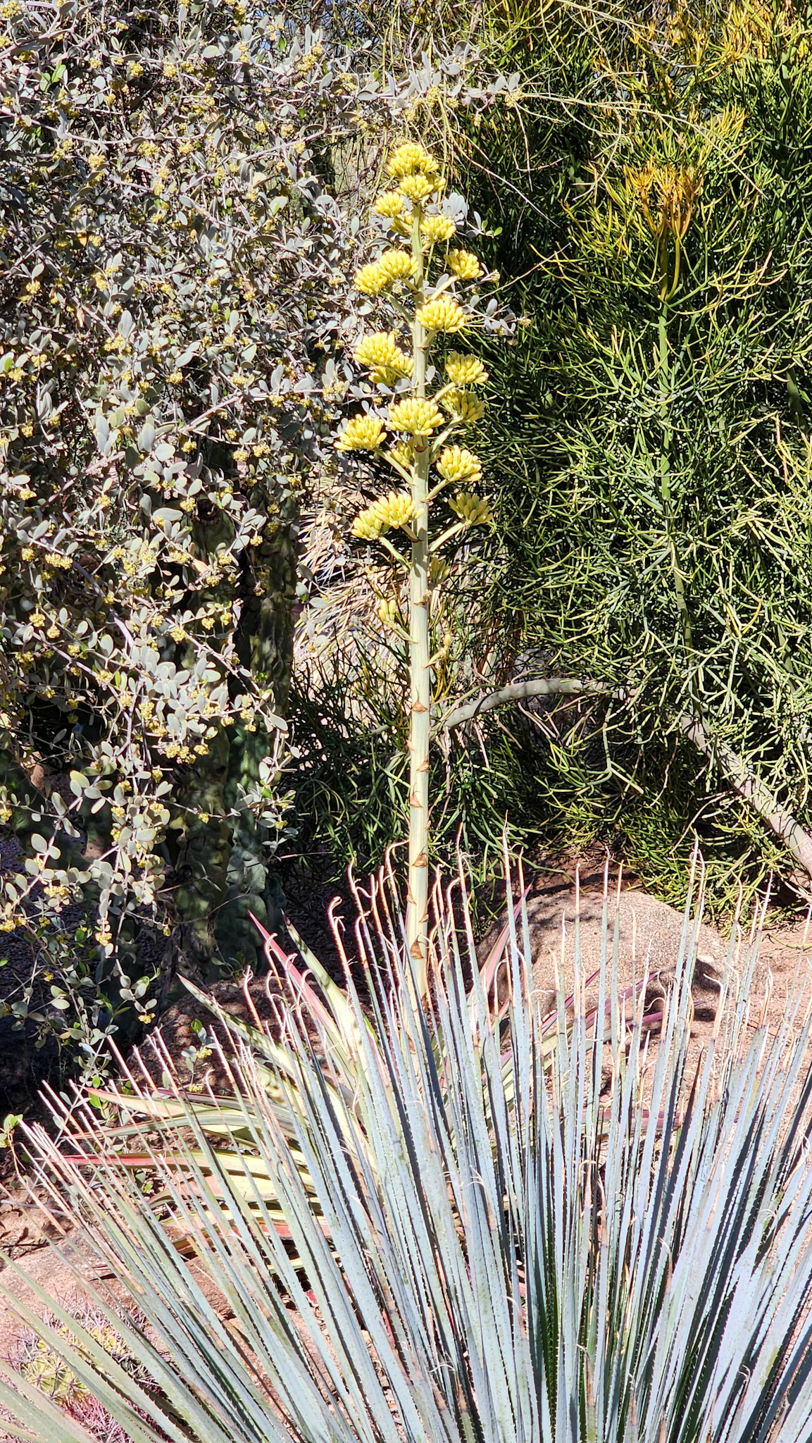 Desert Botanical Garden, Phoenix, AZ