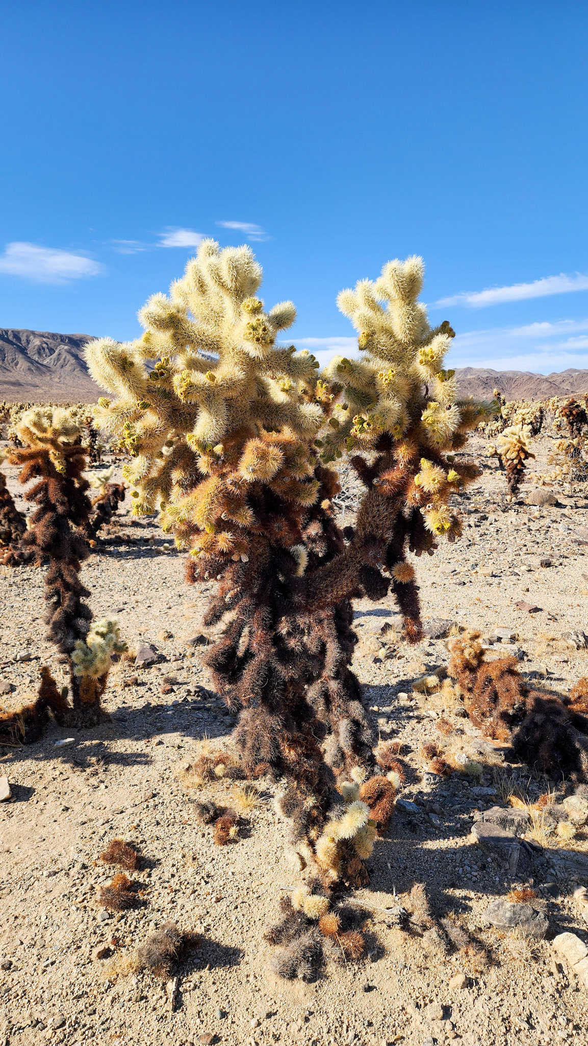 Cholla Cactus Garden