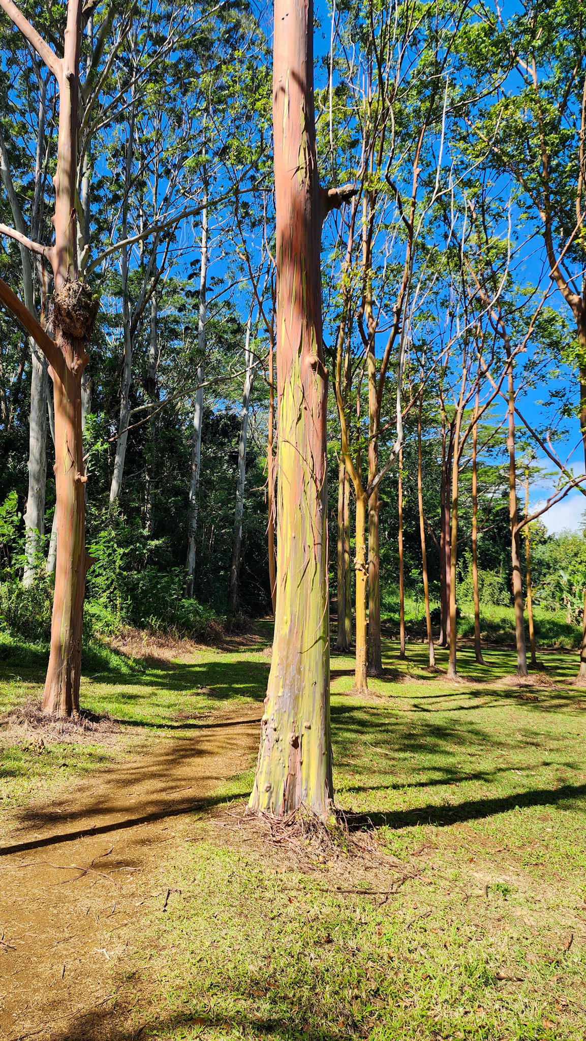 Keahua Arboretum, Lihue-Koloa Forest Reserve, Kaua'i, Hawai'i