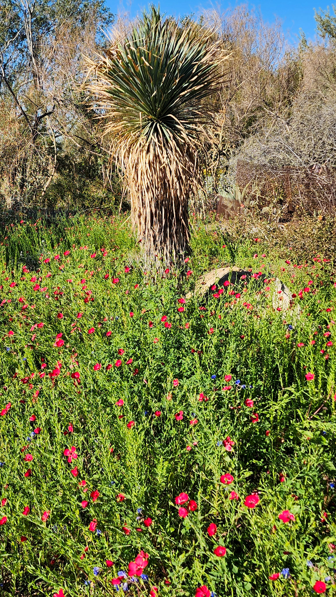 Desert Botanical Garden, Phoenix, AZ