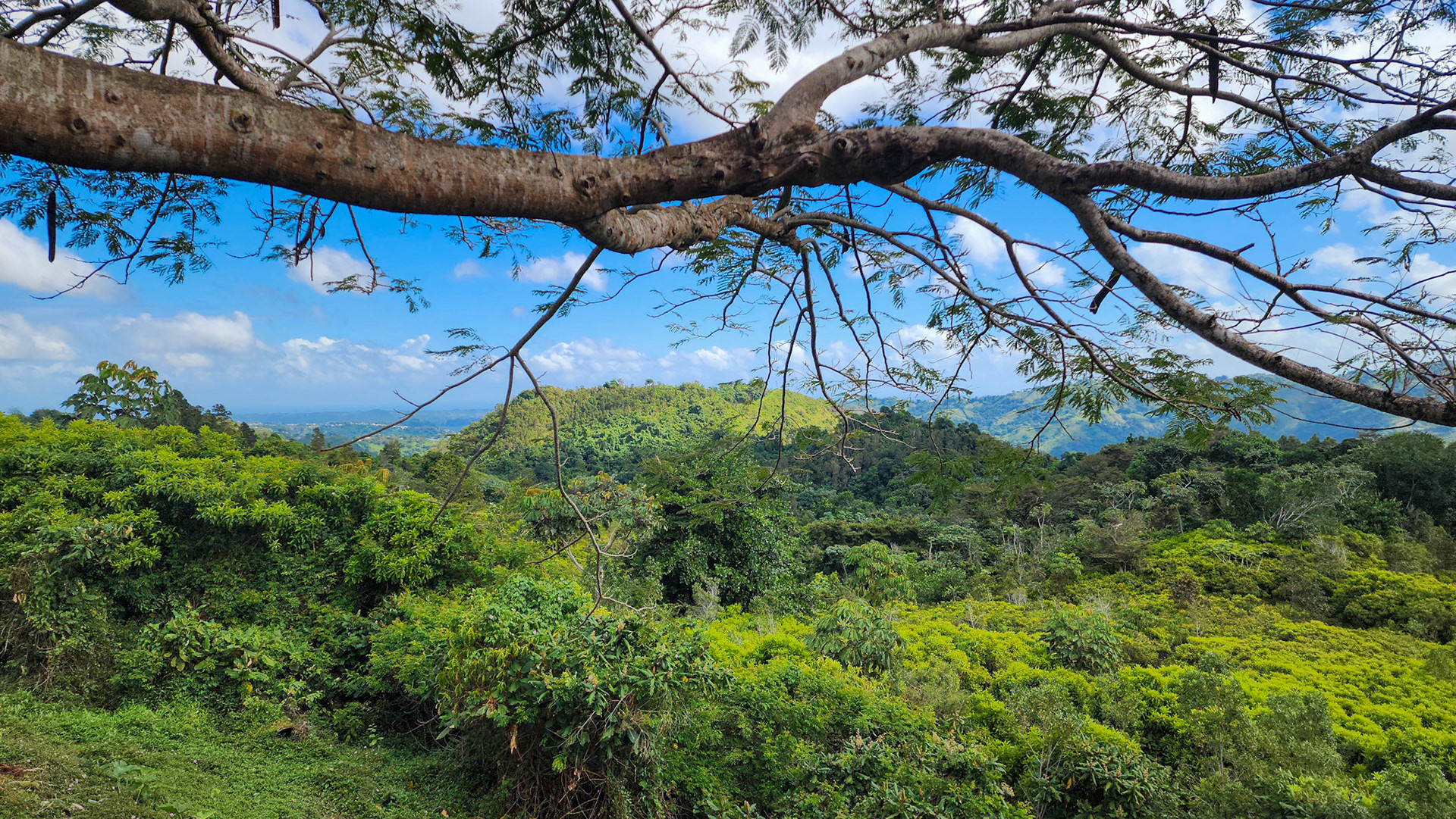 Along PR 6615, Puerto Rico