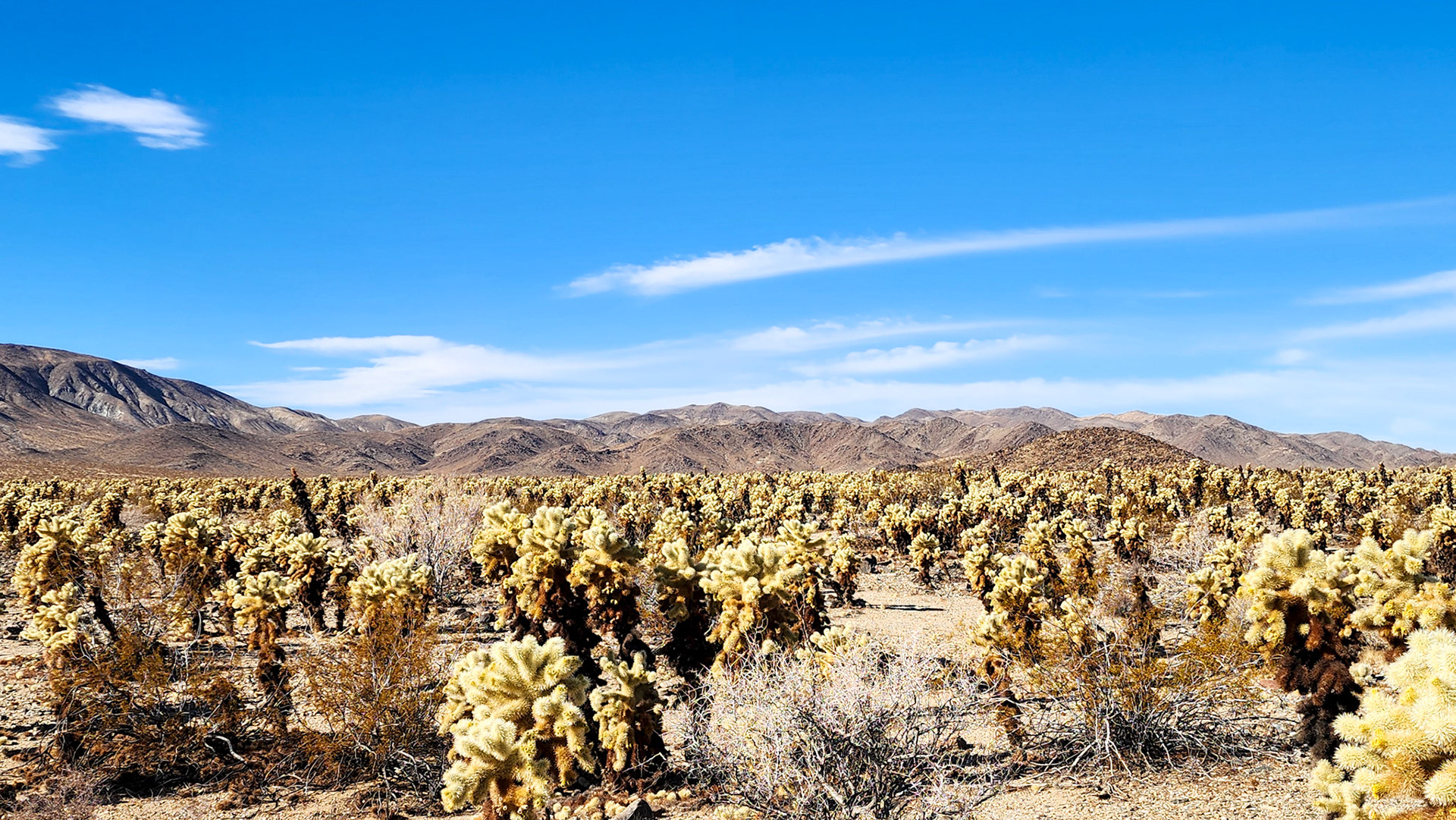 Cholla Cactus Garden