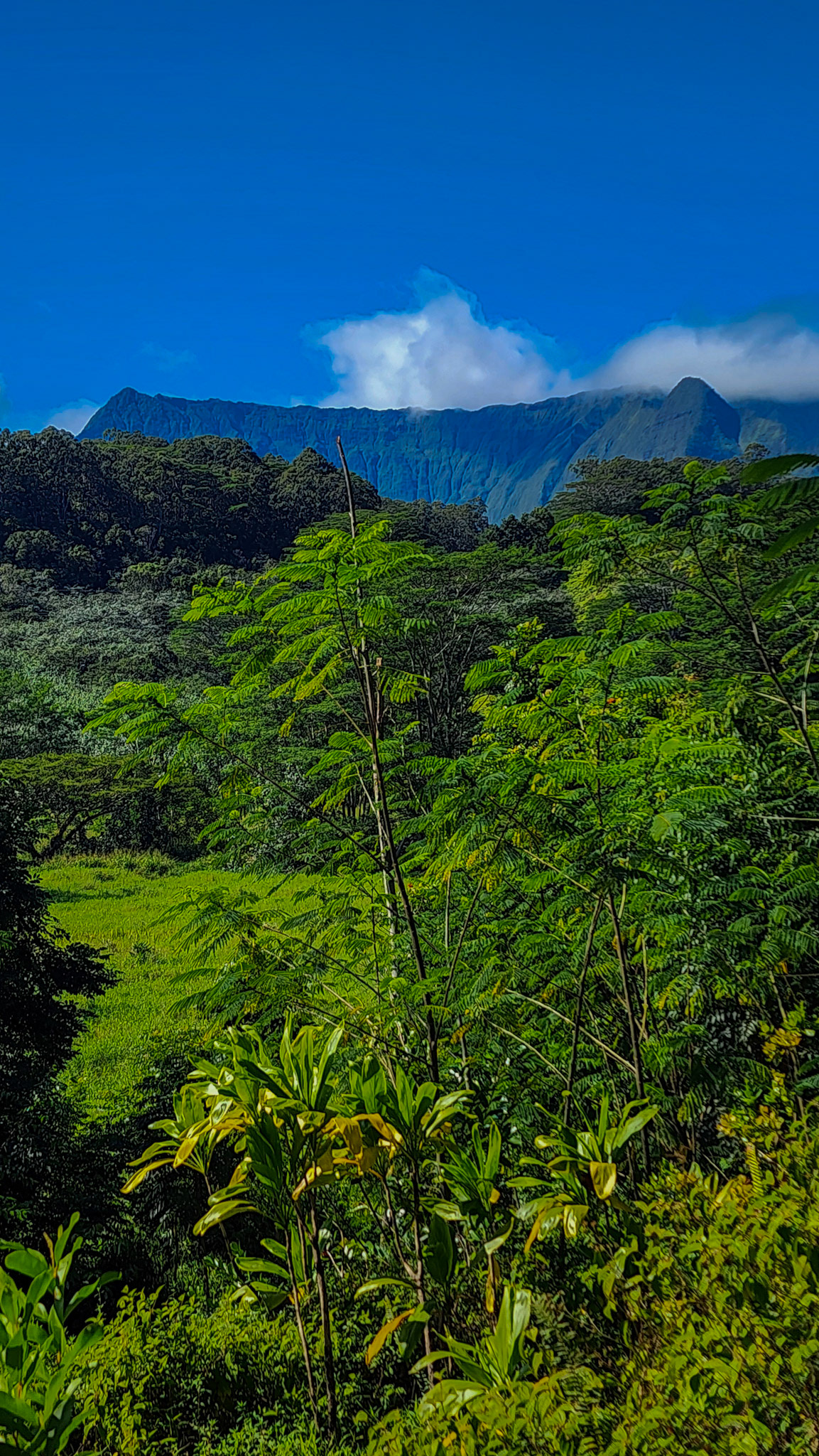 Keahua Arboretum, Lihue-Koloa Forest Reserve, Kaua'i, Hawai'i
