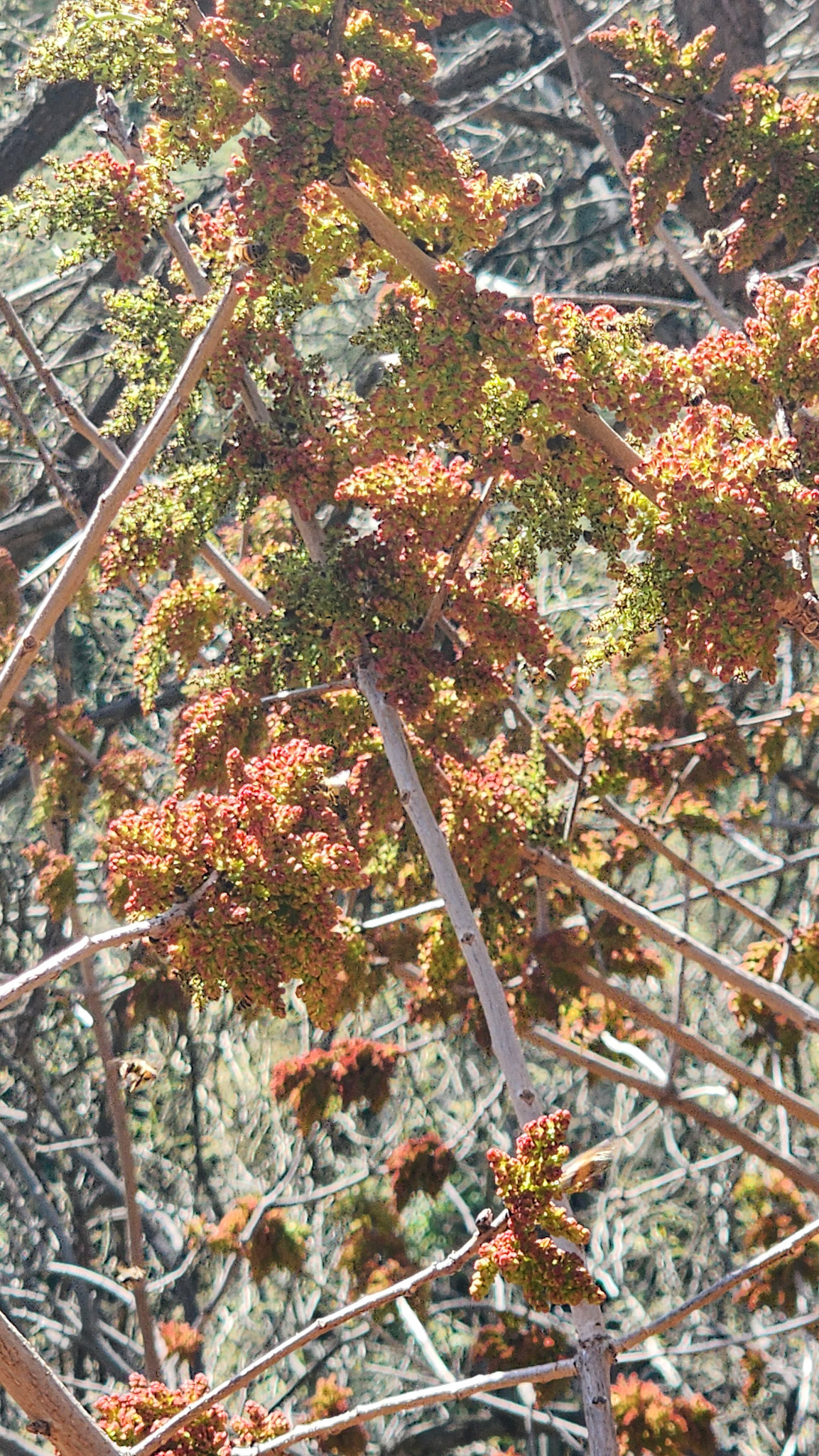 Boyce Thompson Arboretum