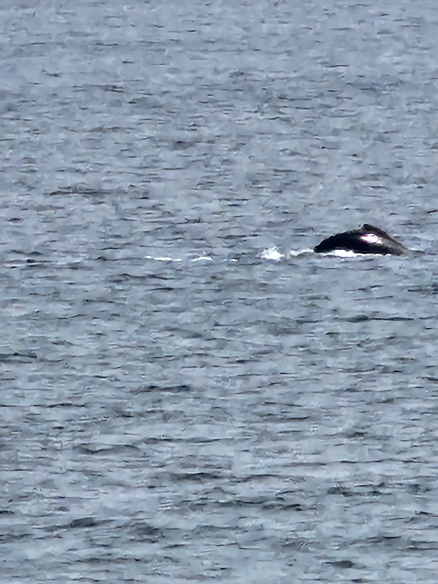 Whales outside our room.