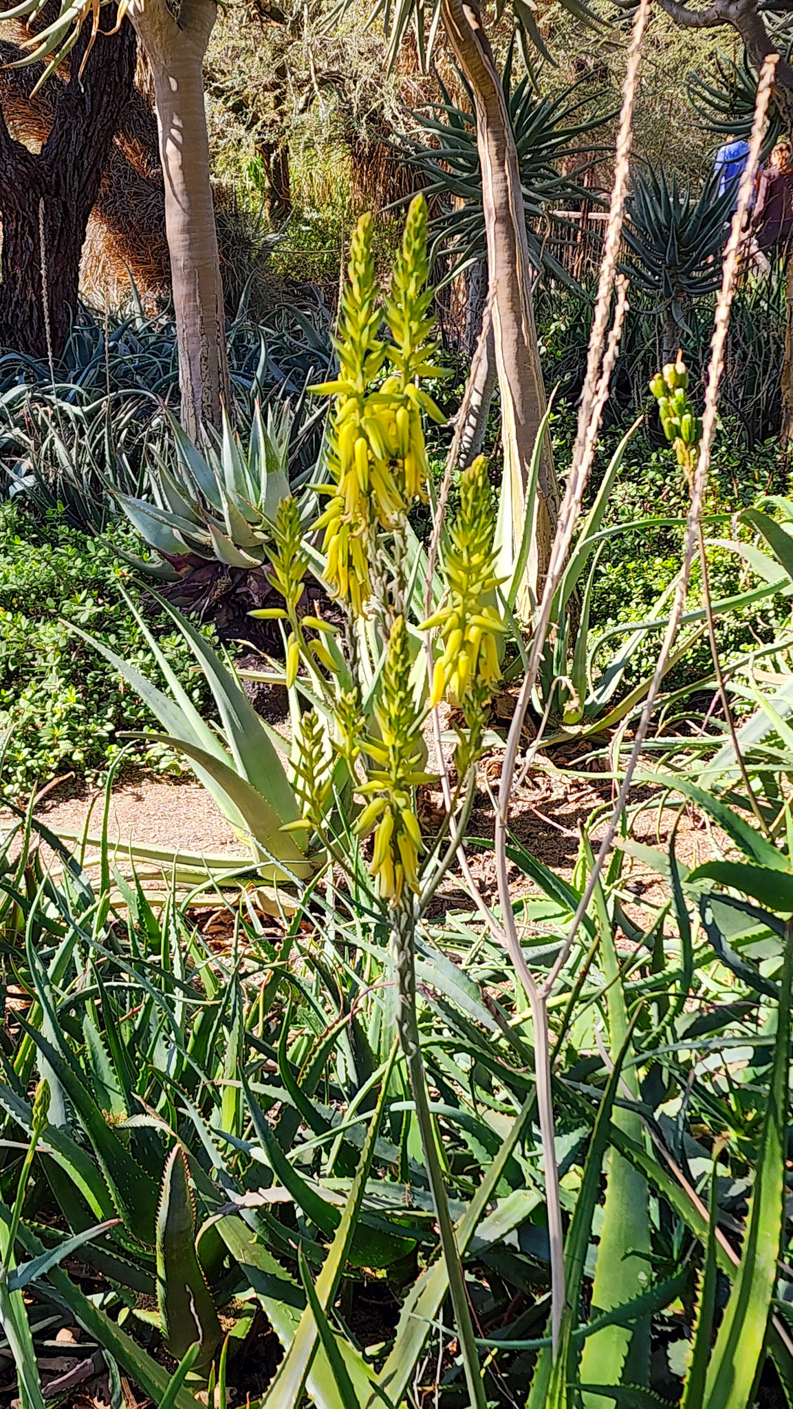 Desert Botanical Garden, Phoenix, AZ