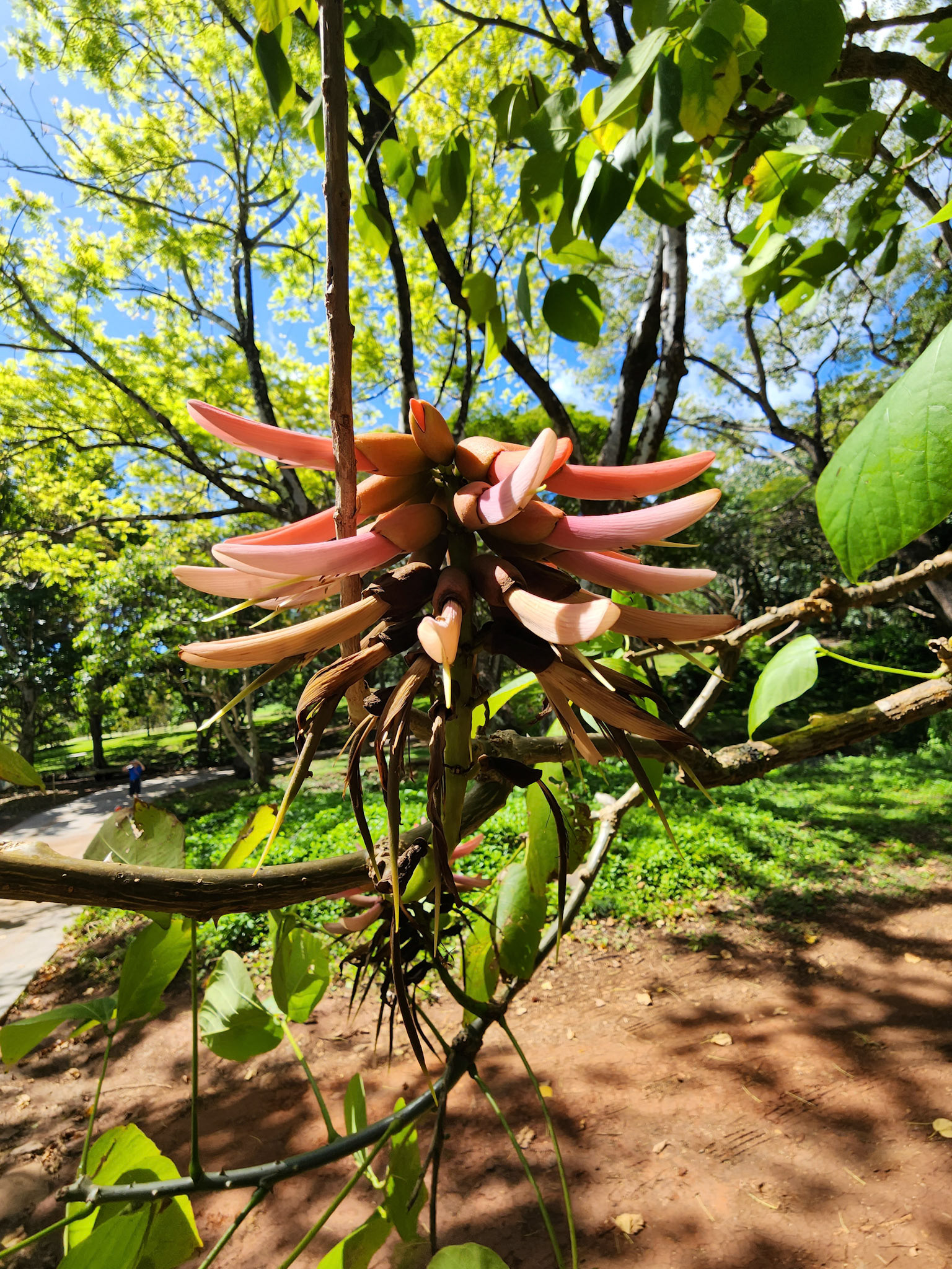 Allerton Garden, Lawai, HI