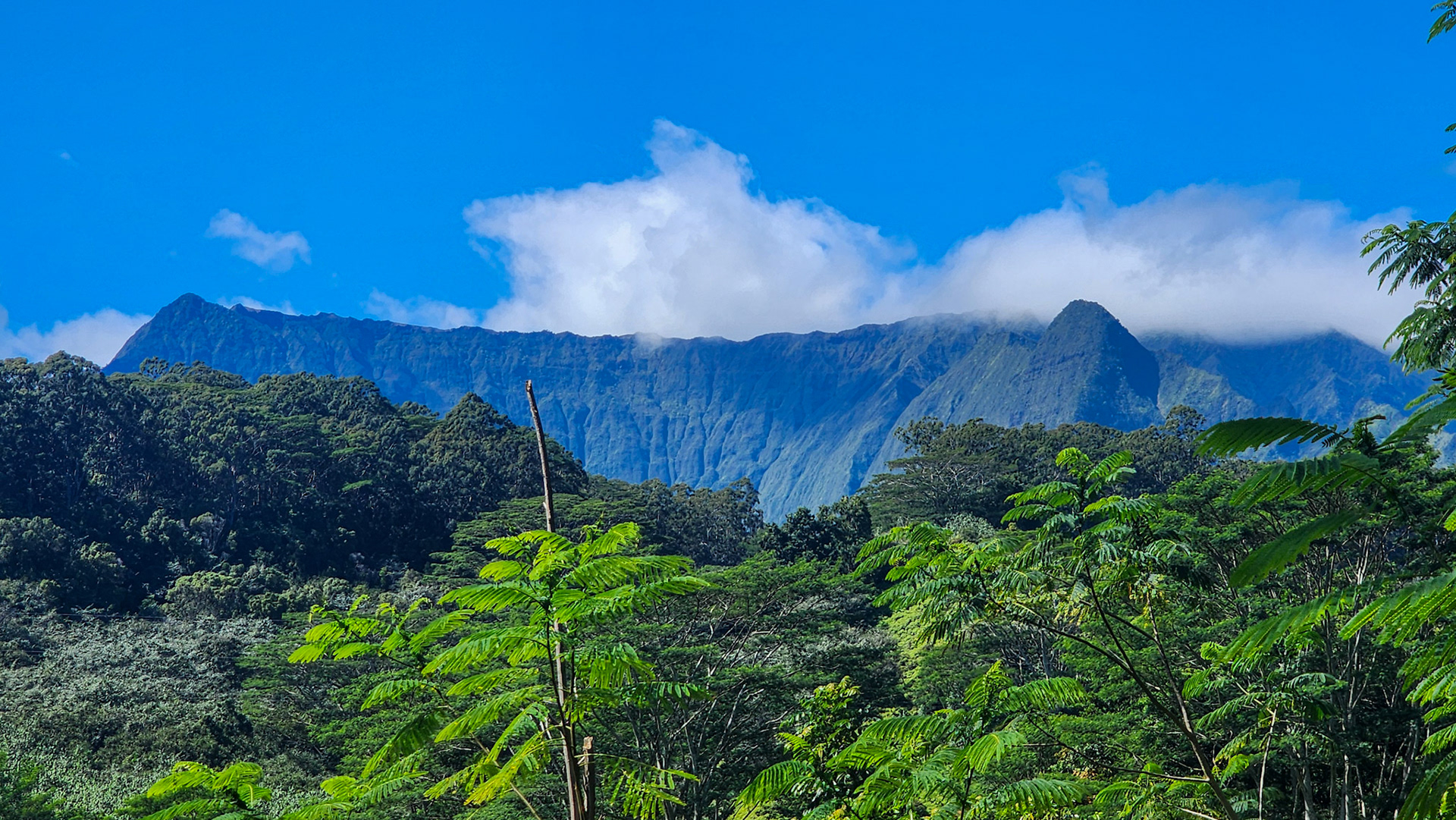 Keahua Arboretum, Lihue-Koloa Forest Reserve, Kaua'i, Hawai'i