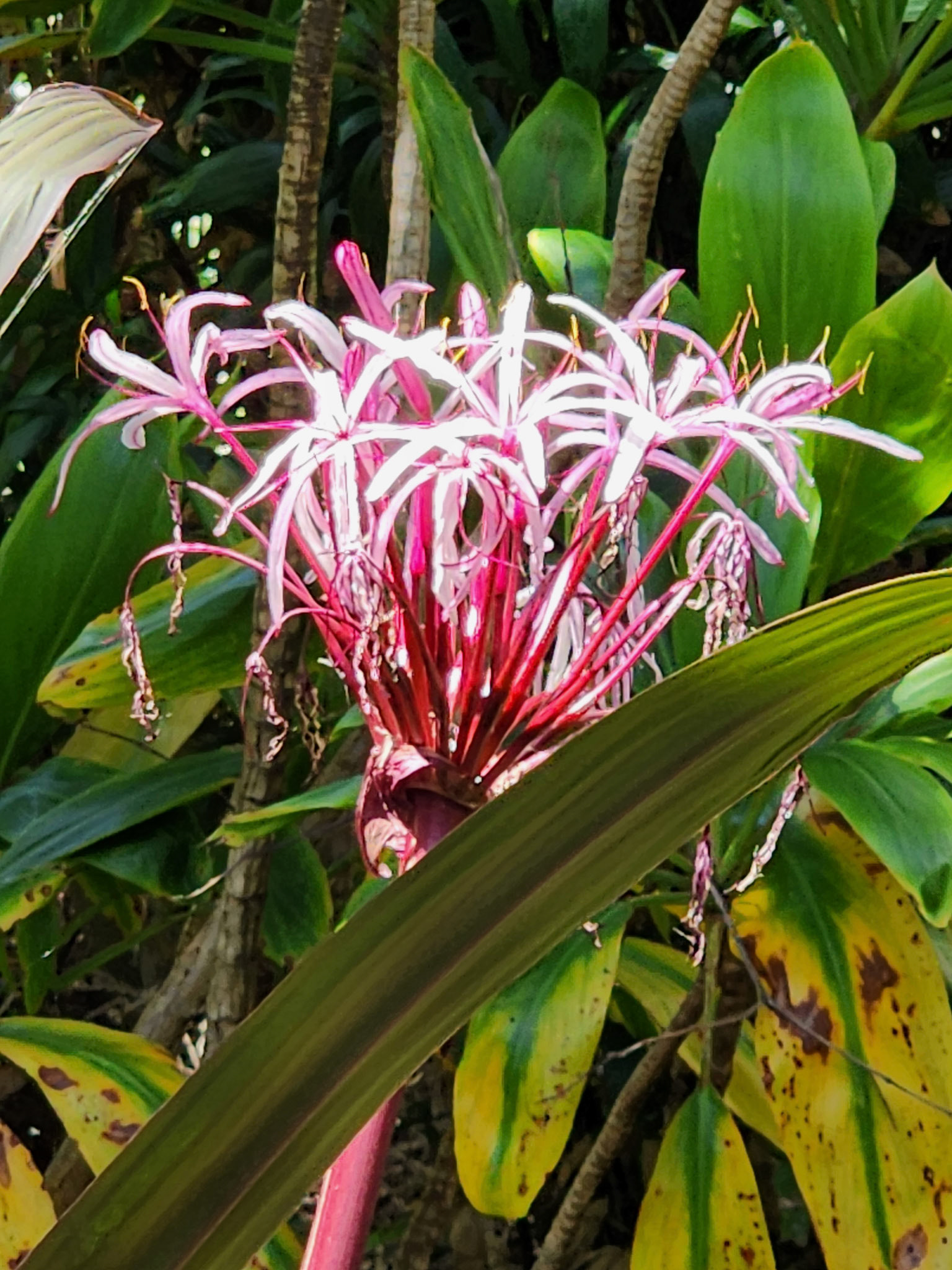 Milo Hae Loop, Koloa, HI