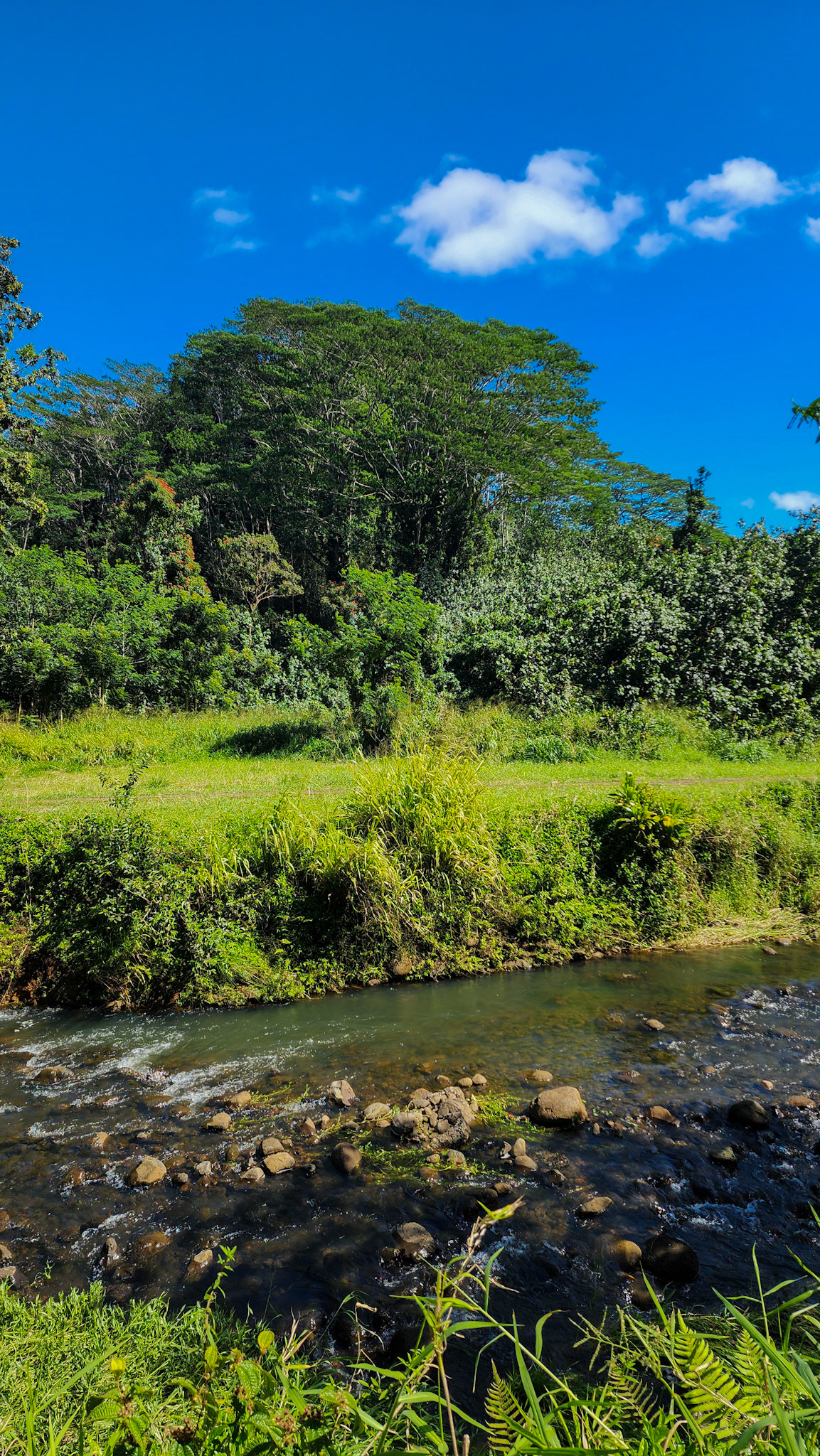 Keahua Arboretum, Lihue-Koloa Forest Reserve, Kaua'i, Hawai'i