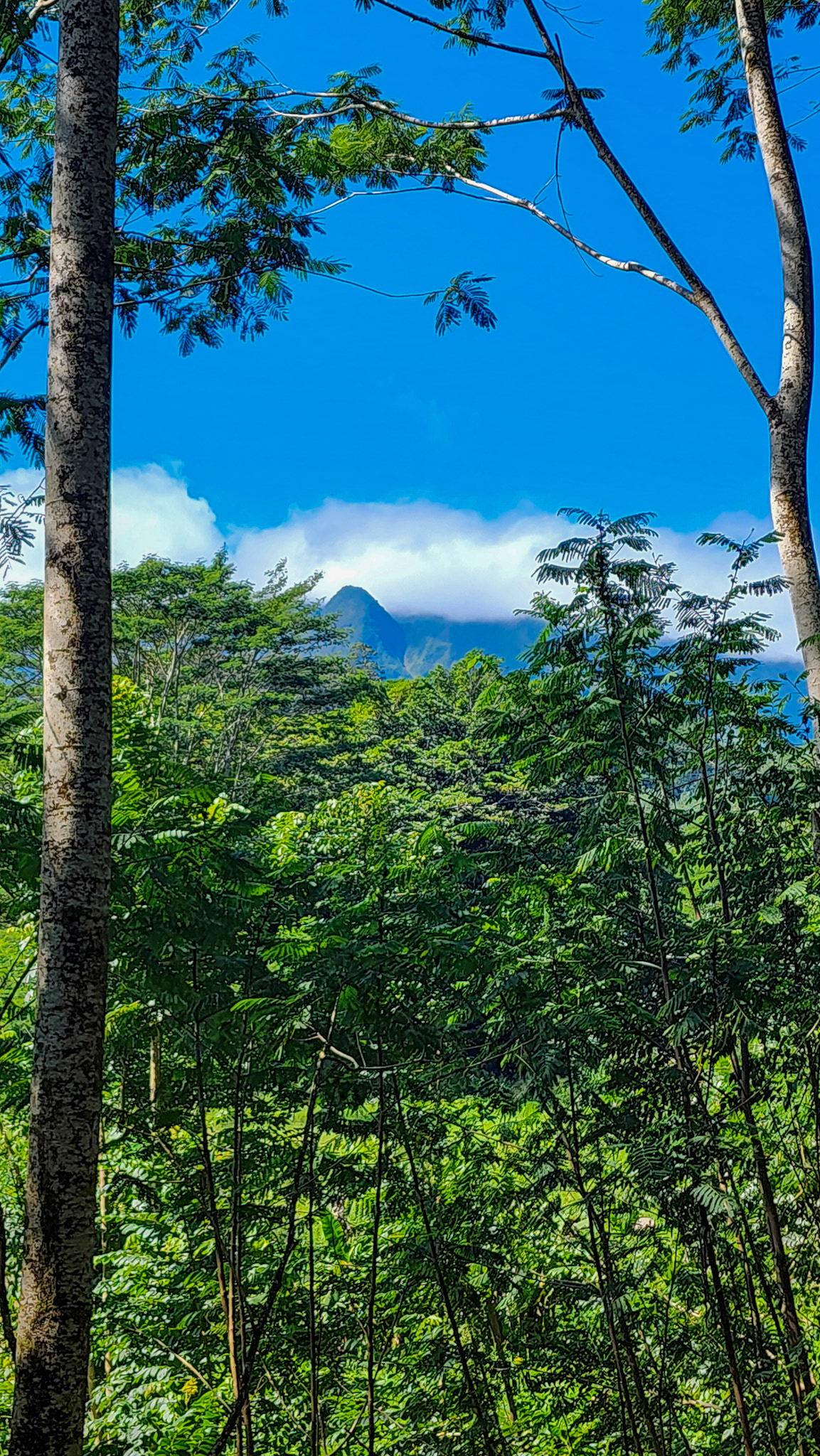 Keahua Arboretum, Lihue-Koloa Forest Reserve, Kaua'i, Hawai'i