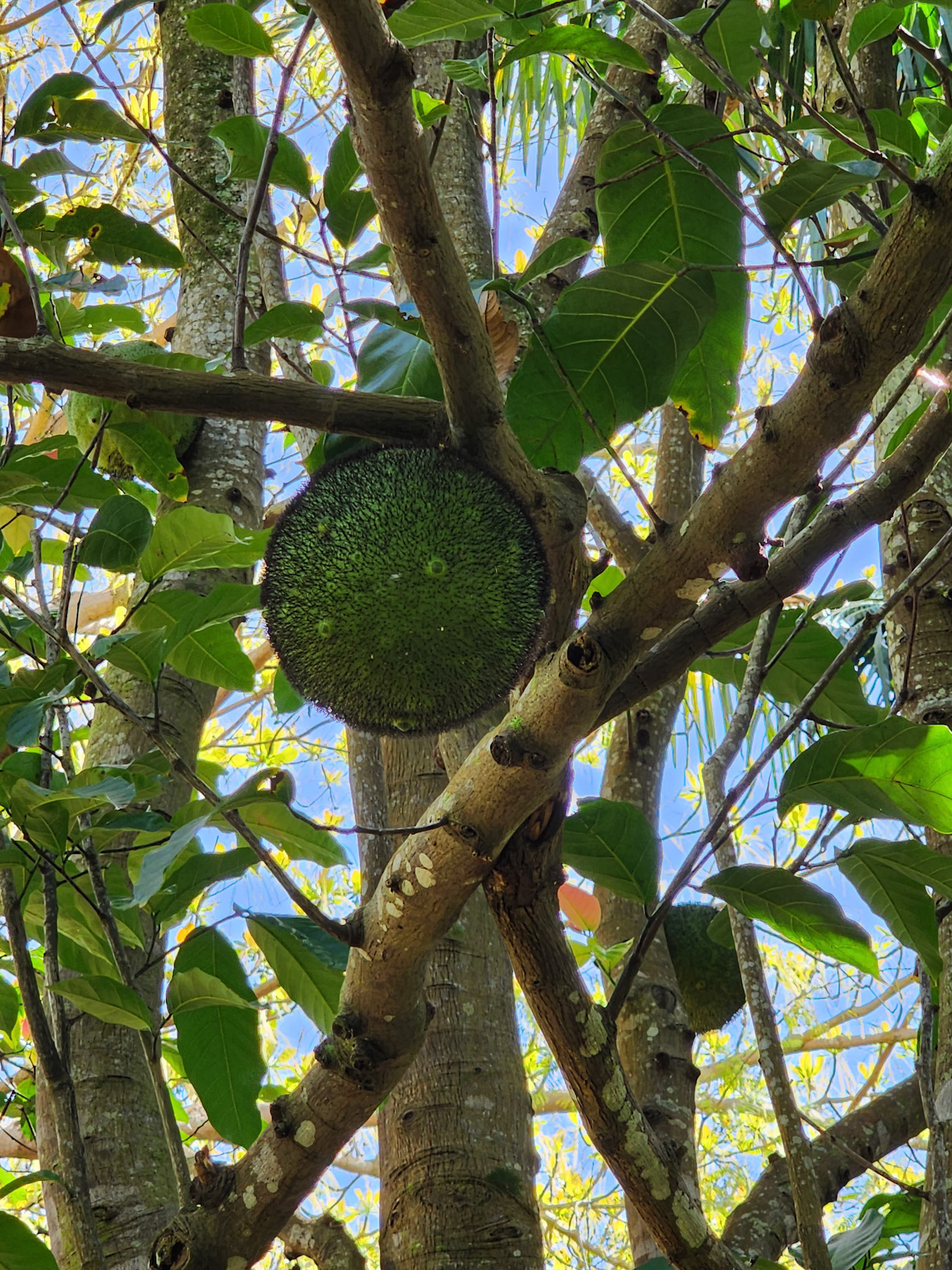 Allerton Garden, Lawai, HI