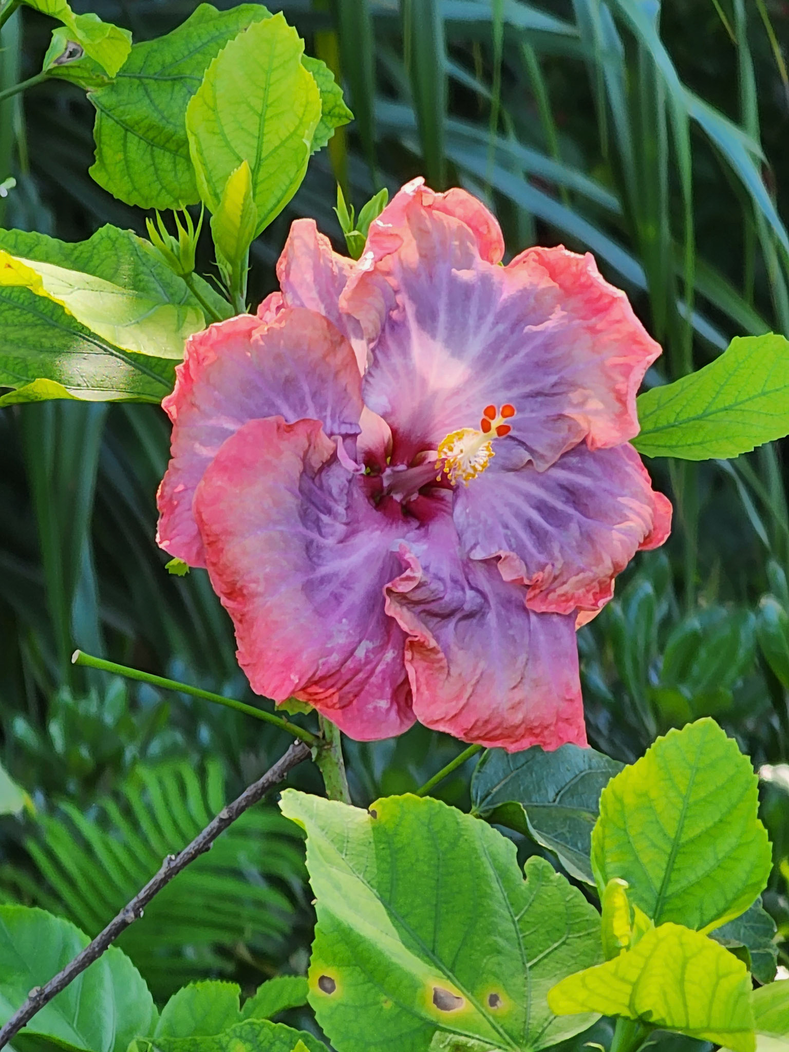Allerton Garden, Lawai, HI