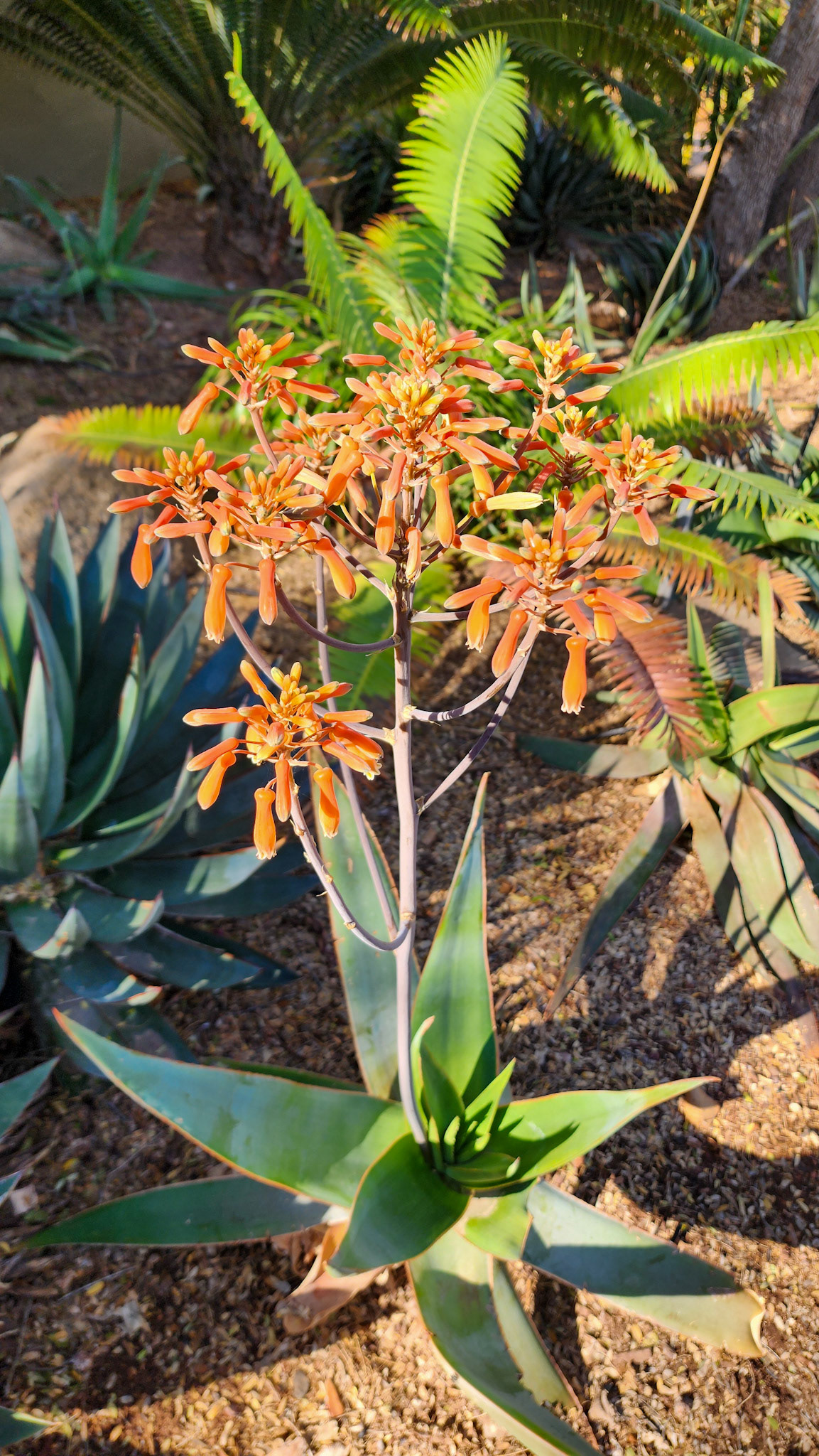 Desert Botanical Garden, Phoenix, AZ