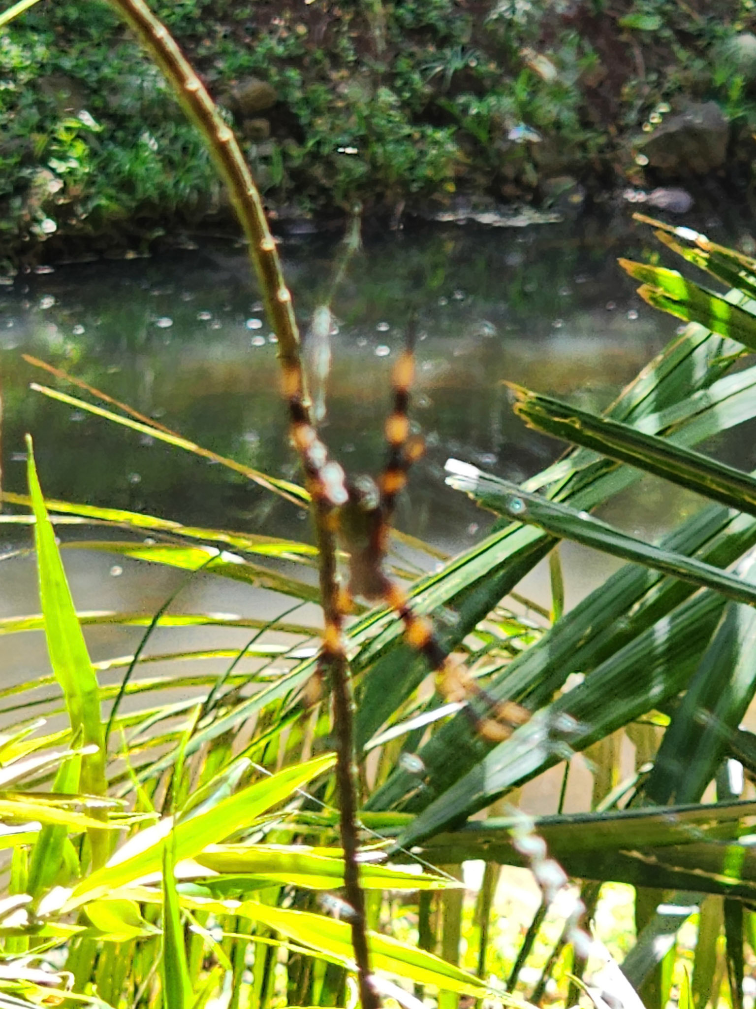 Allerton Garden, Lawai, HI