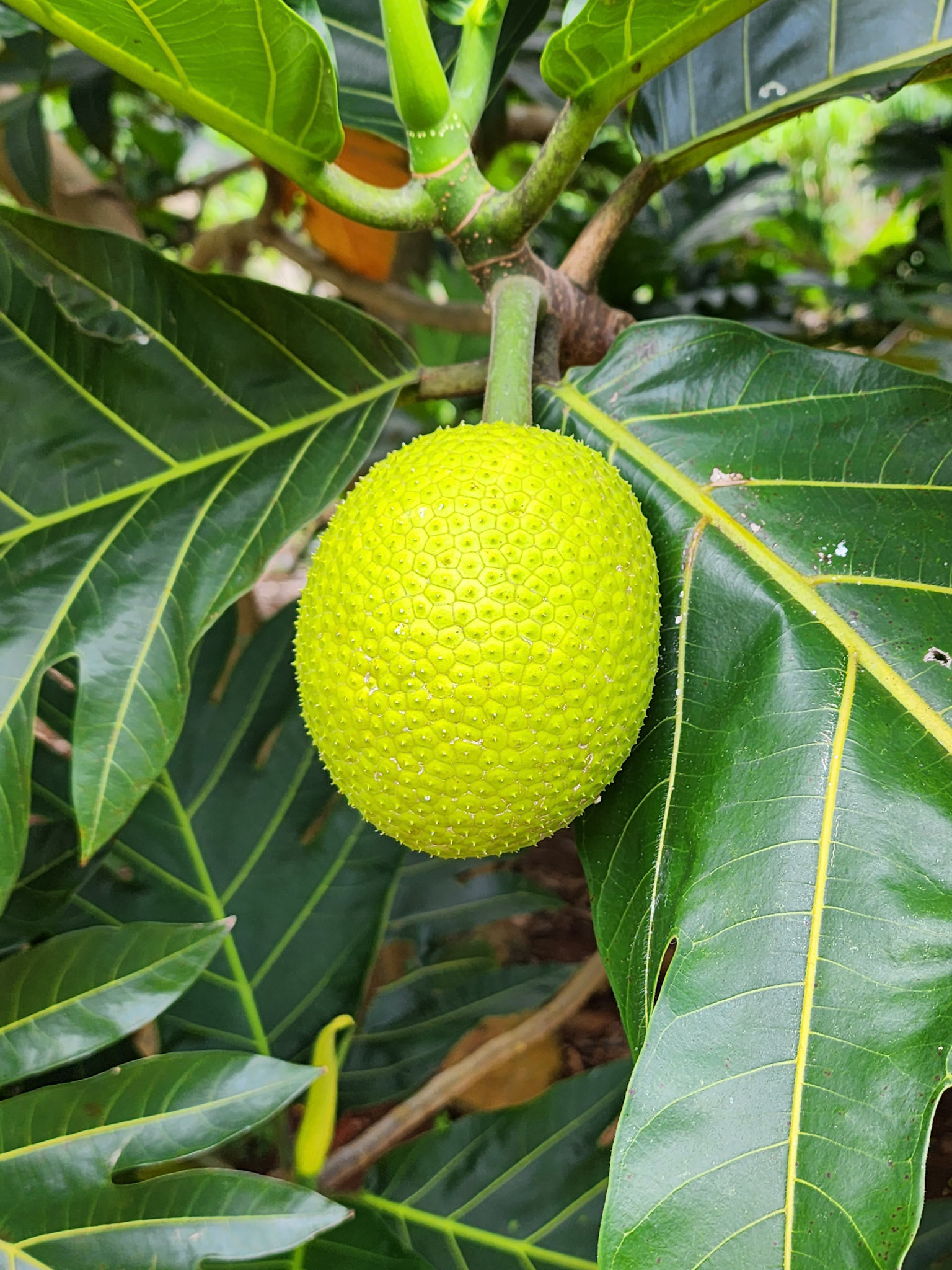Allerton Garden, Lawai, HI