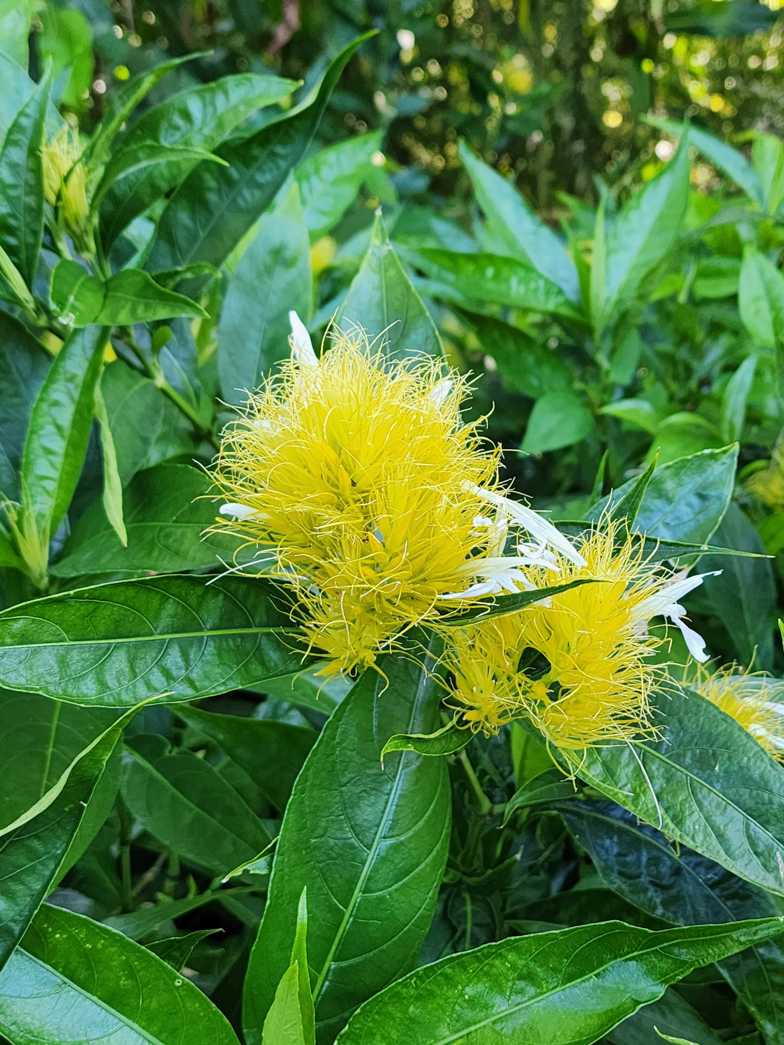 Allerton Garden, Lawai, HI