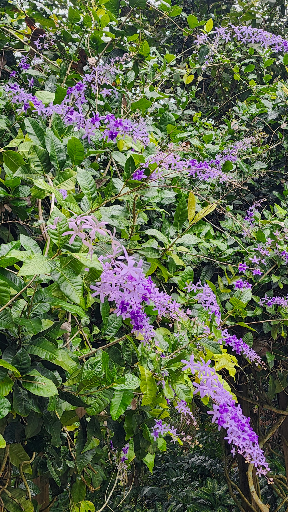 Botanical Garden in Rio Piedras