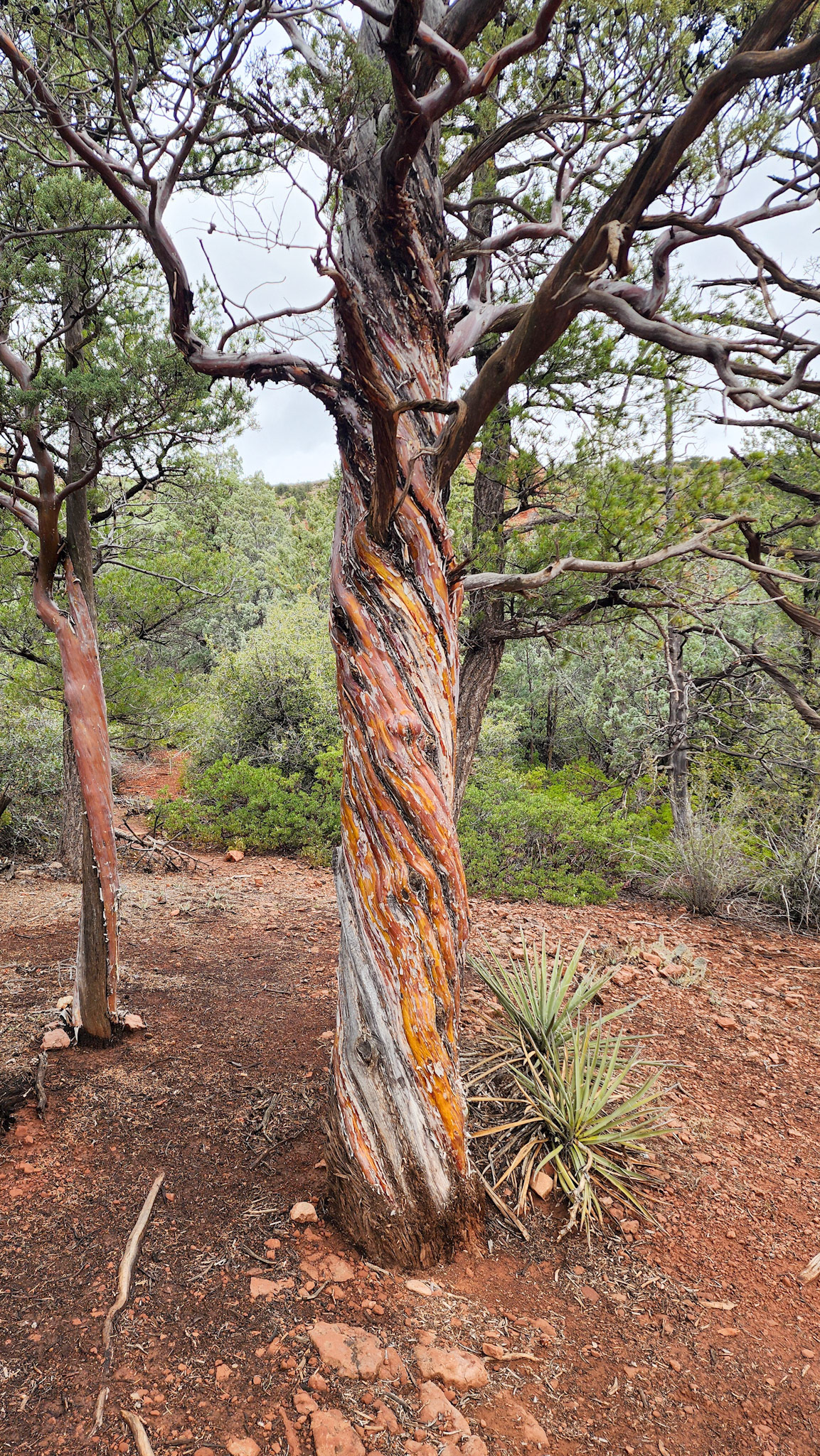 Brin Mesa Trail, Coconino National Forest, AZ