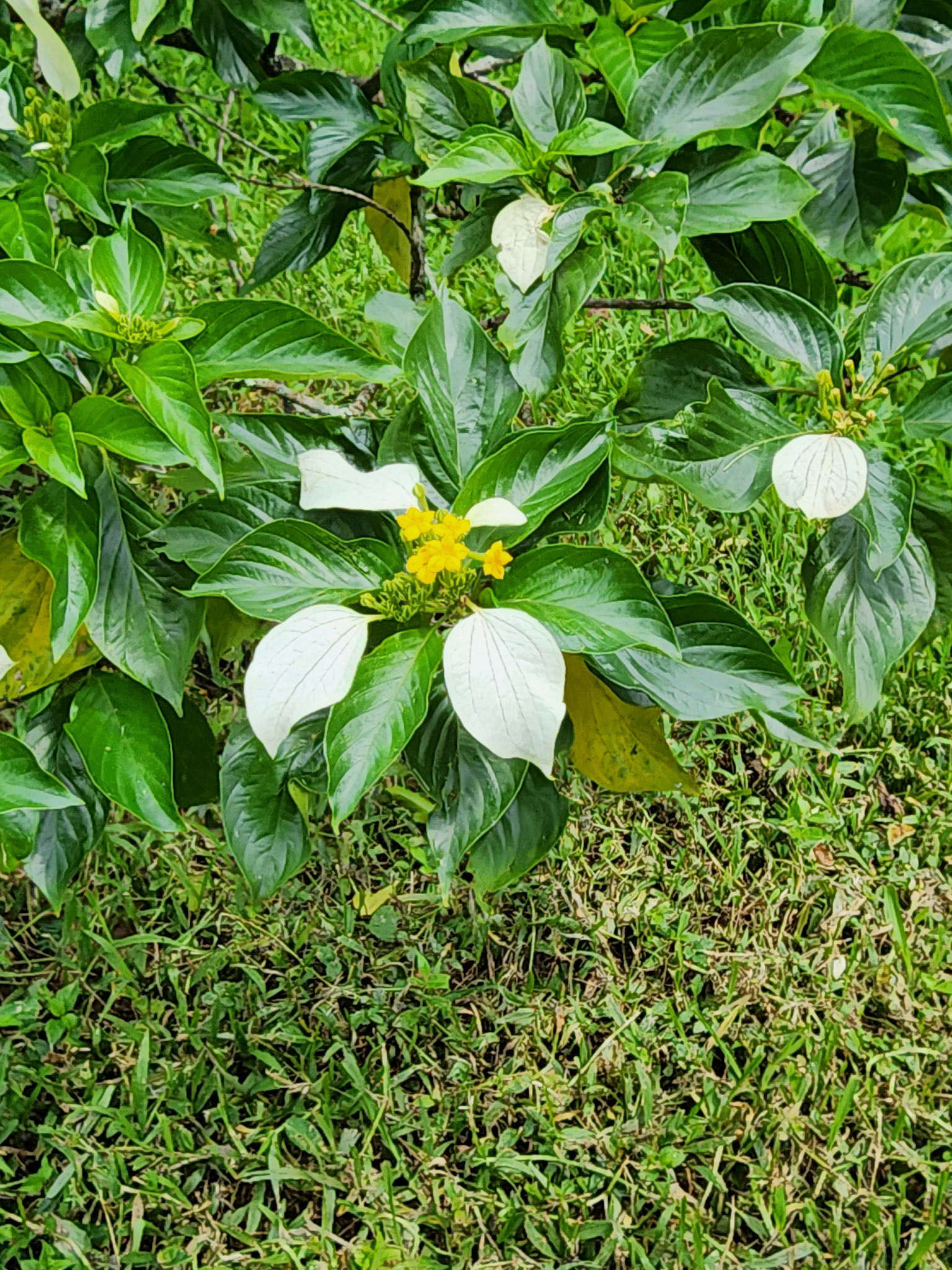 Allerton Garden, Lawai, HI