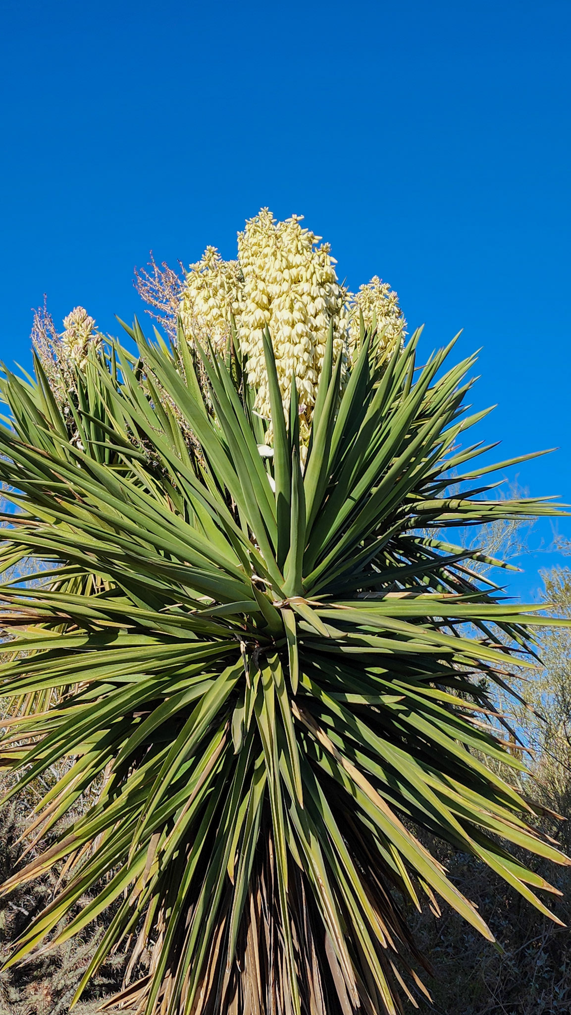 Desert Botanical Garden, Phoenix, AZ