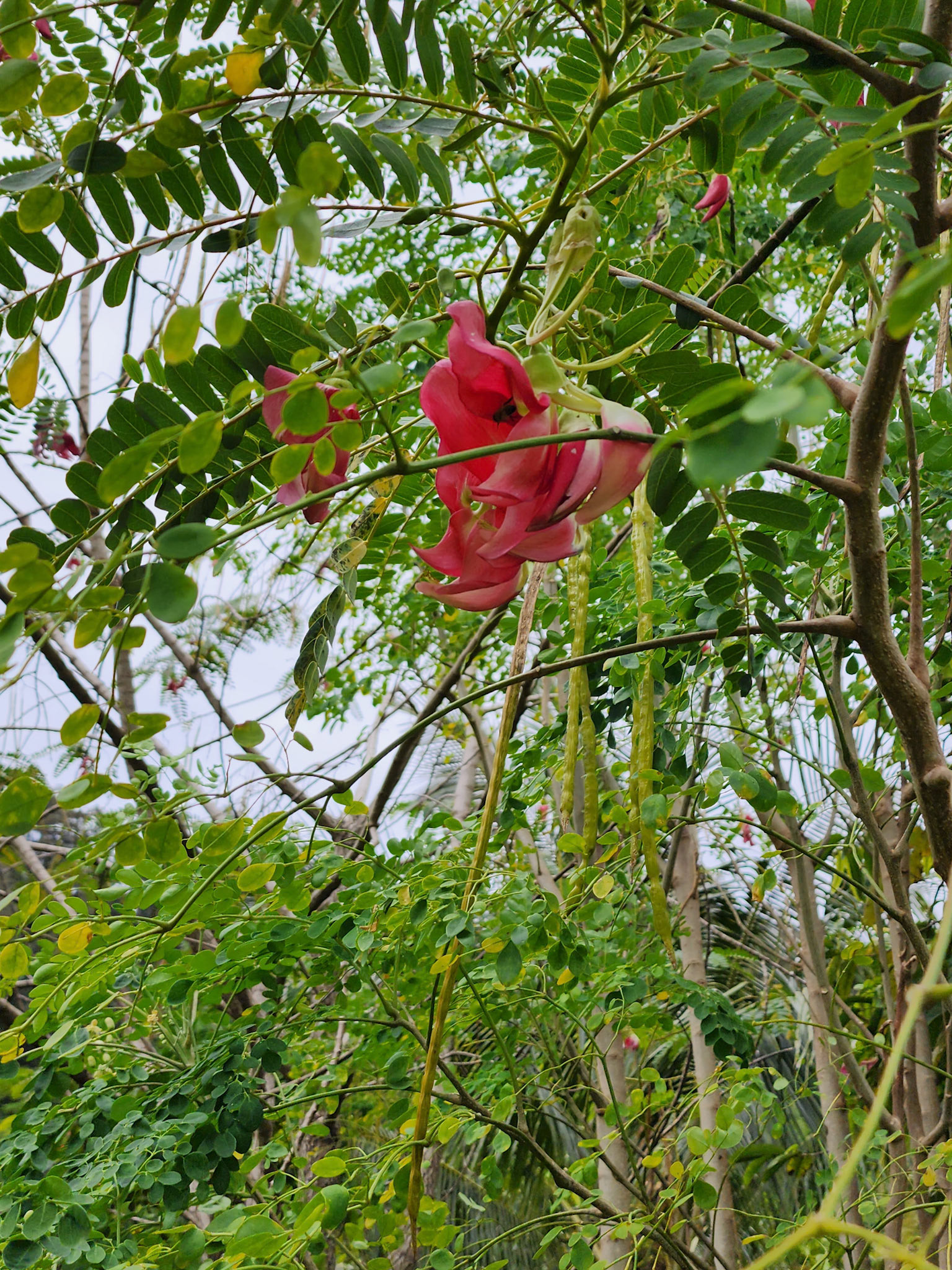 Kalaheo, HI