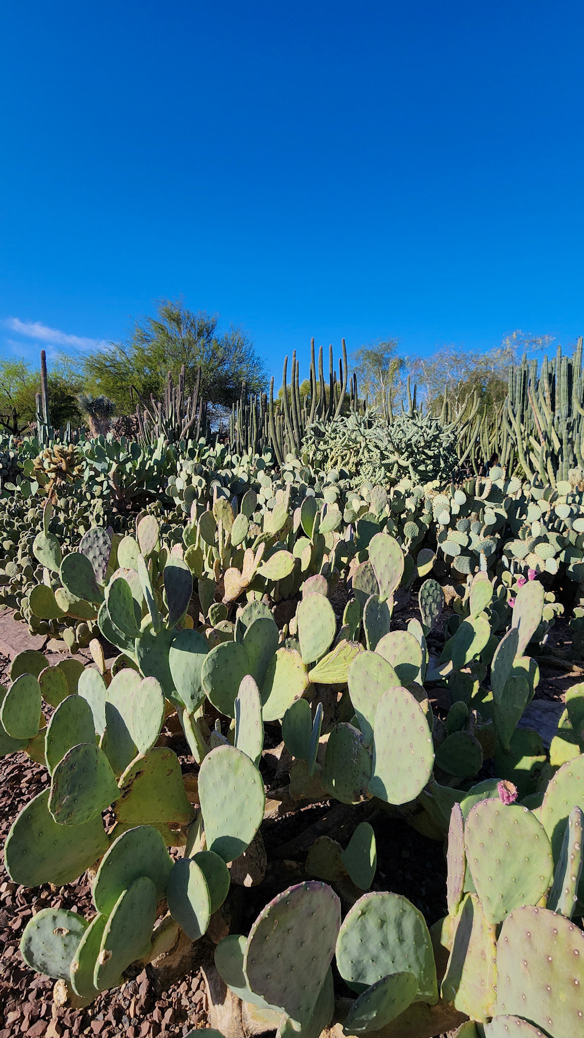 Desert Botanical Garden, Phoenix, AZ