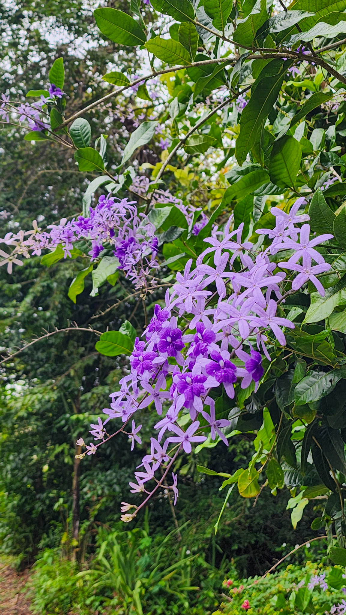 Botanical Garden in Rio Piedras