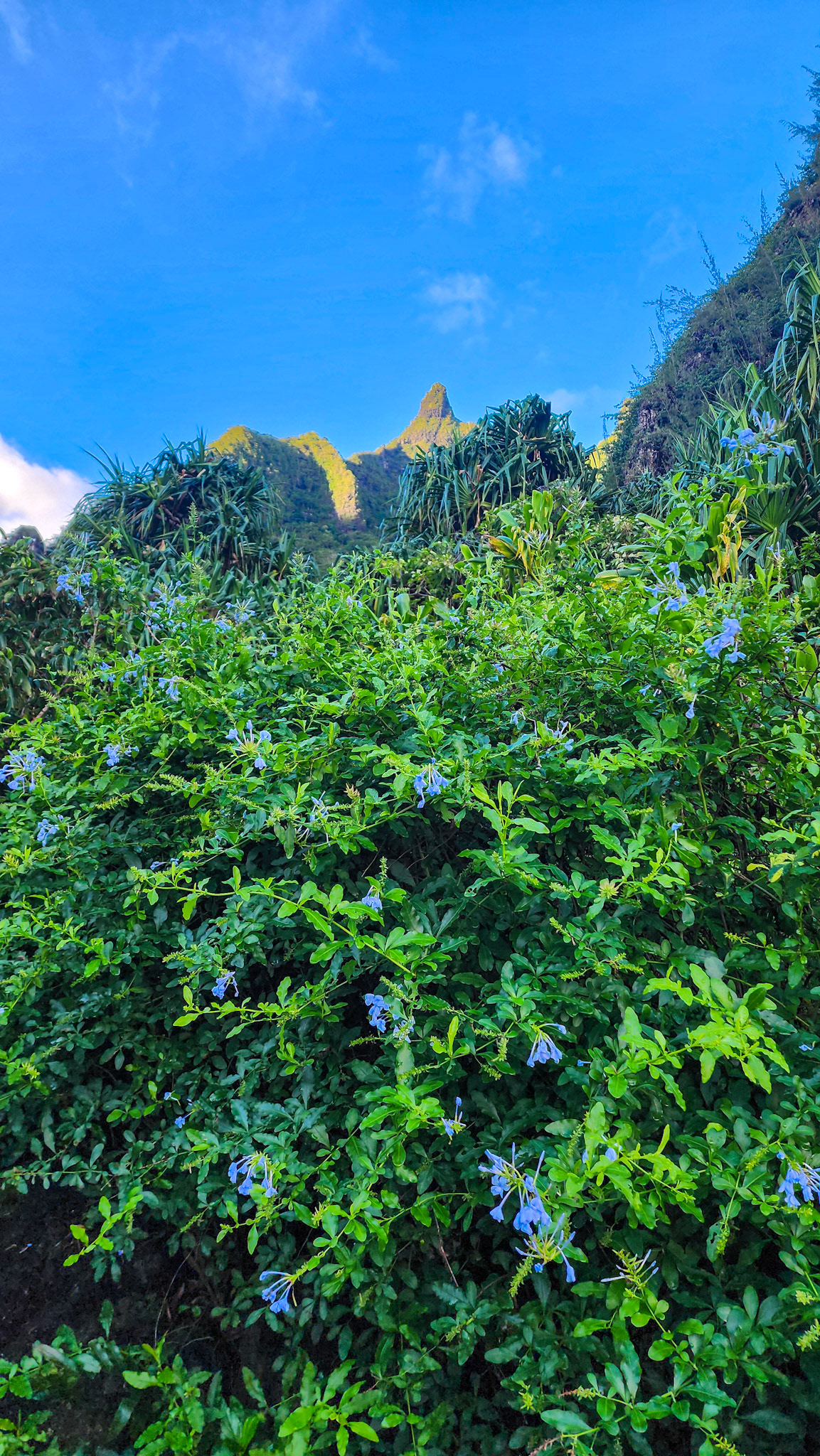 Limahuli Garden & Preserve, National Tropical Botanical Garden, Kaua'i, Hawai'i