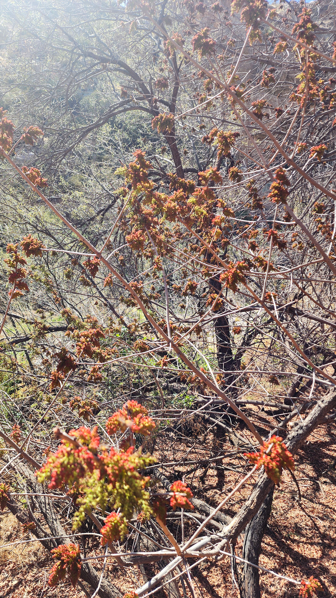 Boyce Thompson Arboretum