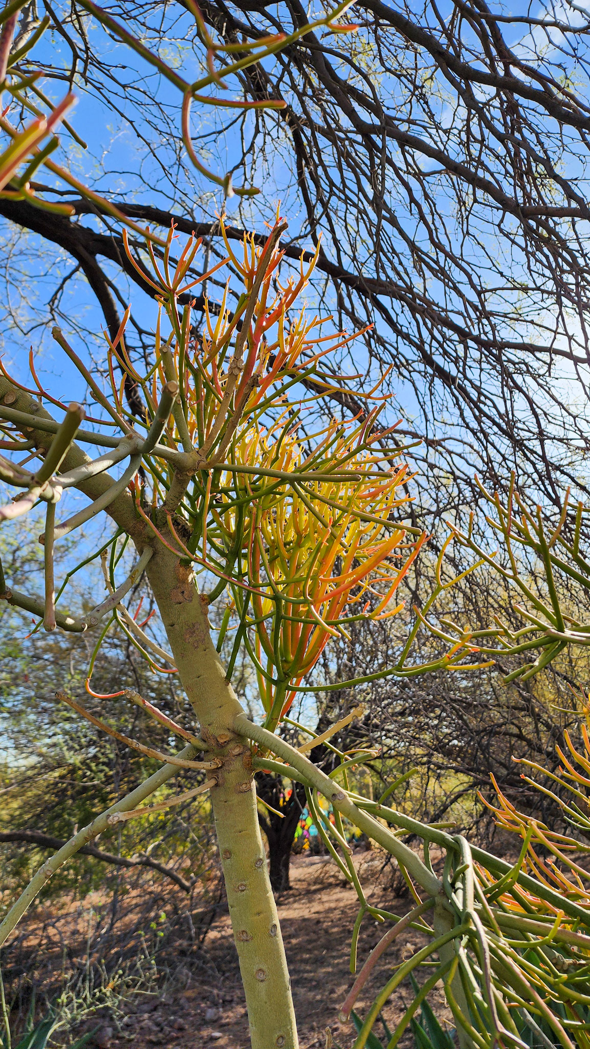Desert Botanical Garden, Phoenix, AZ