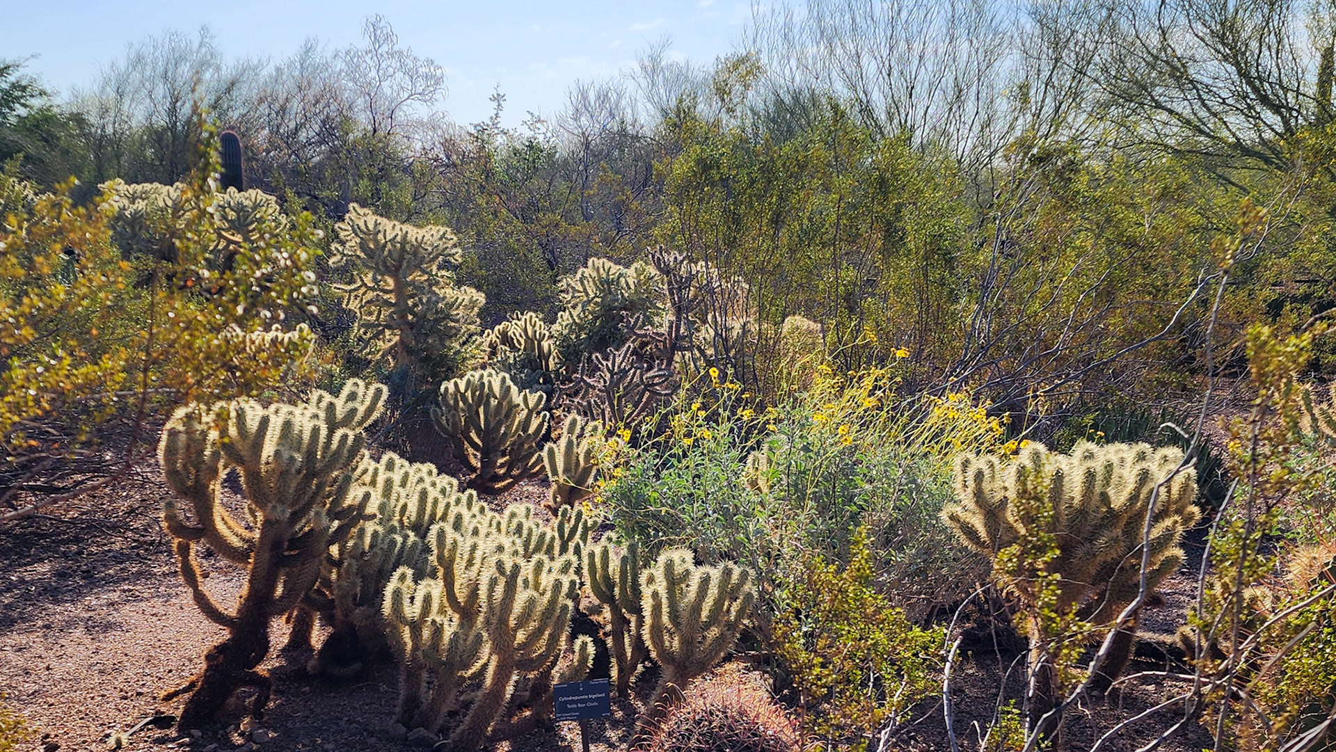 Desert Botanical Garden, Phoenix, AZ