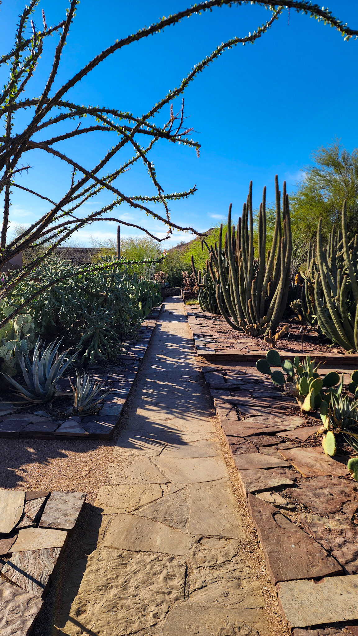 Desert Botanical Garden, Phoenix, AZ