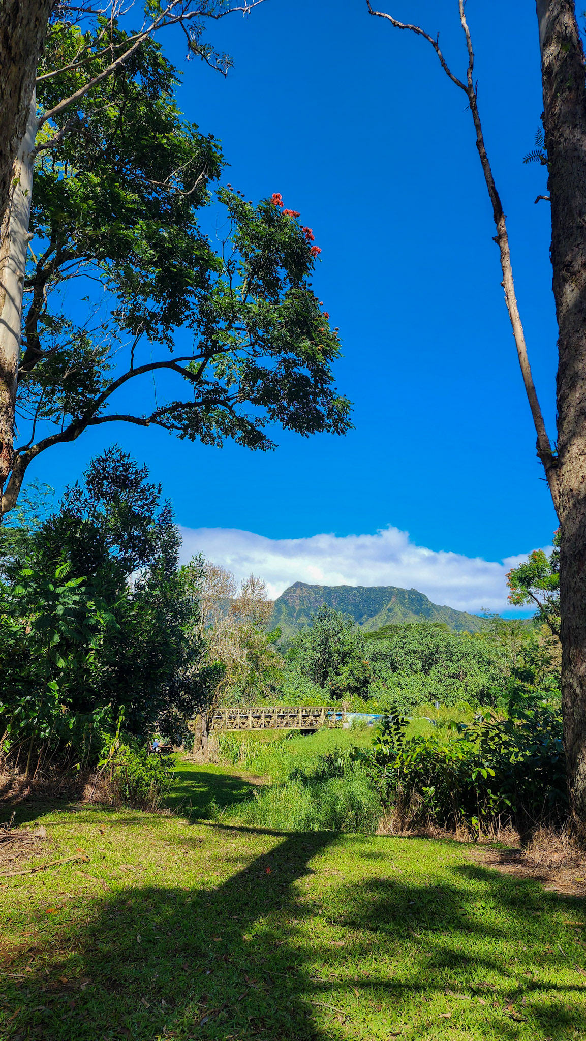 Keahua Arboretum, Lihue-Koloa Forest Reserve, Kaua'i, Hawai'i