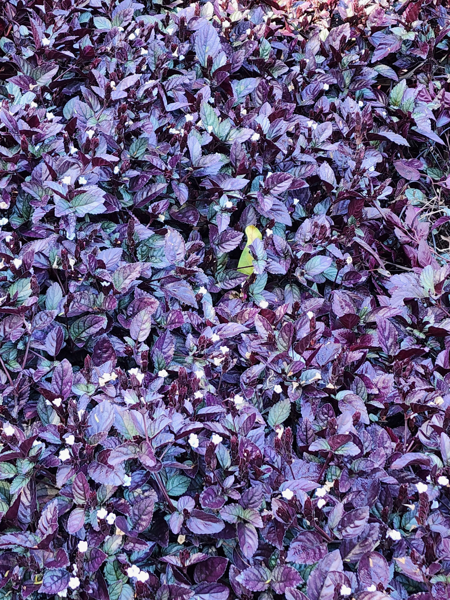 Allerton Garden, Lawai, HI
