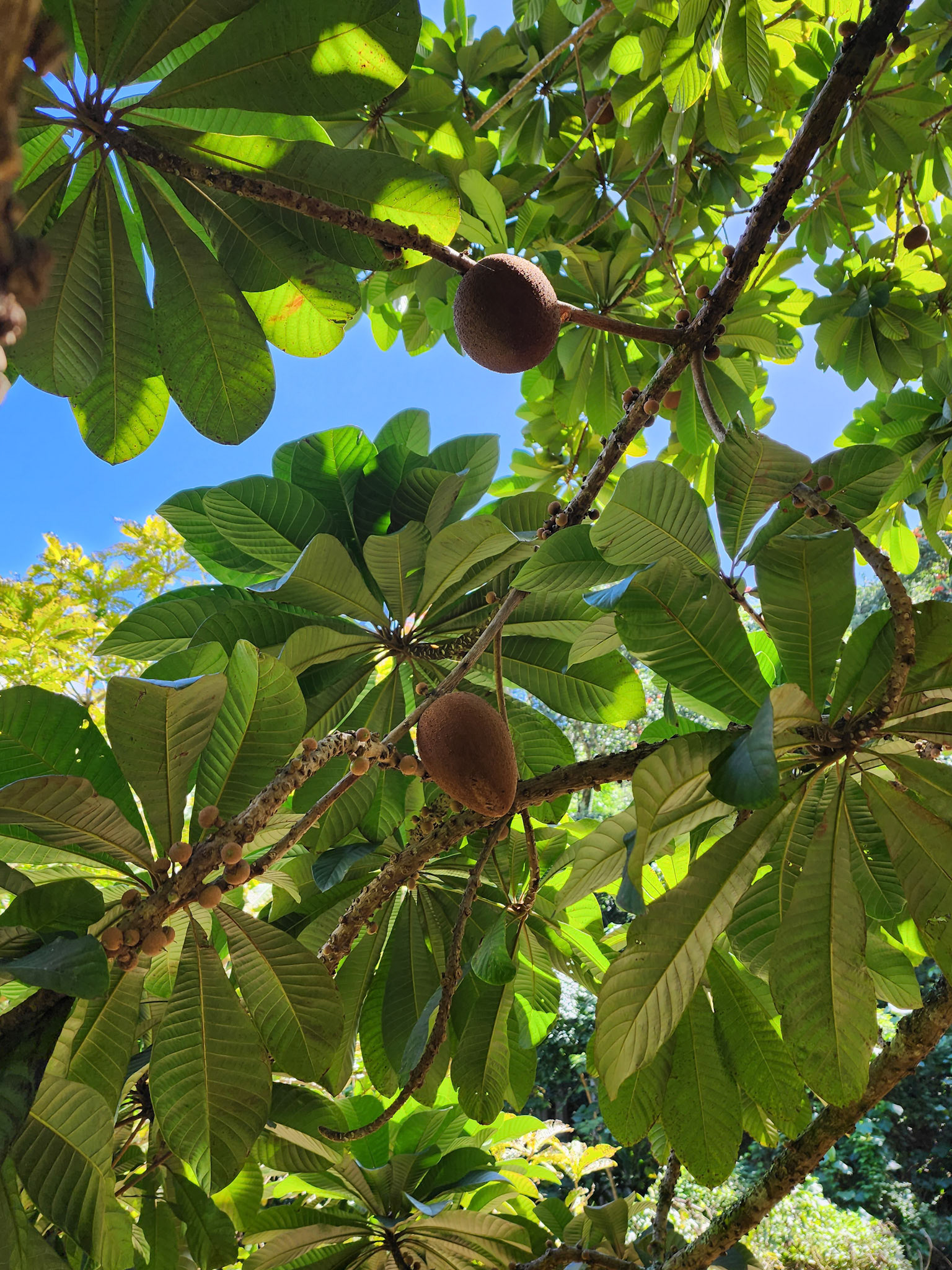 Allerton Garden, Lawai, HI