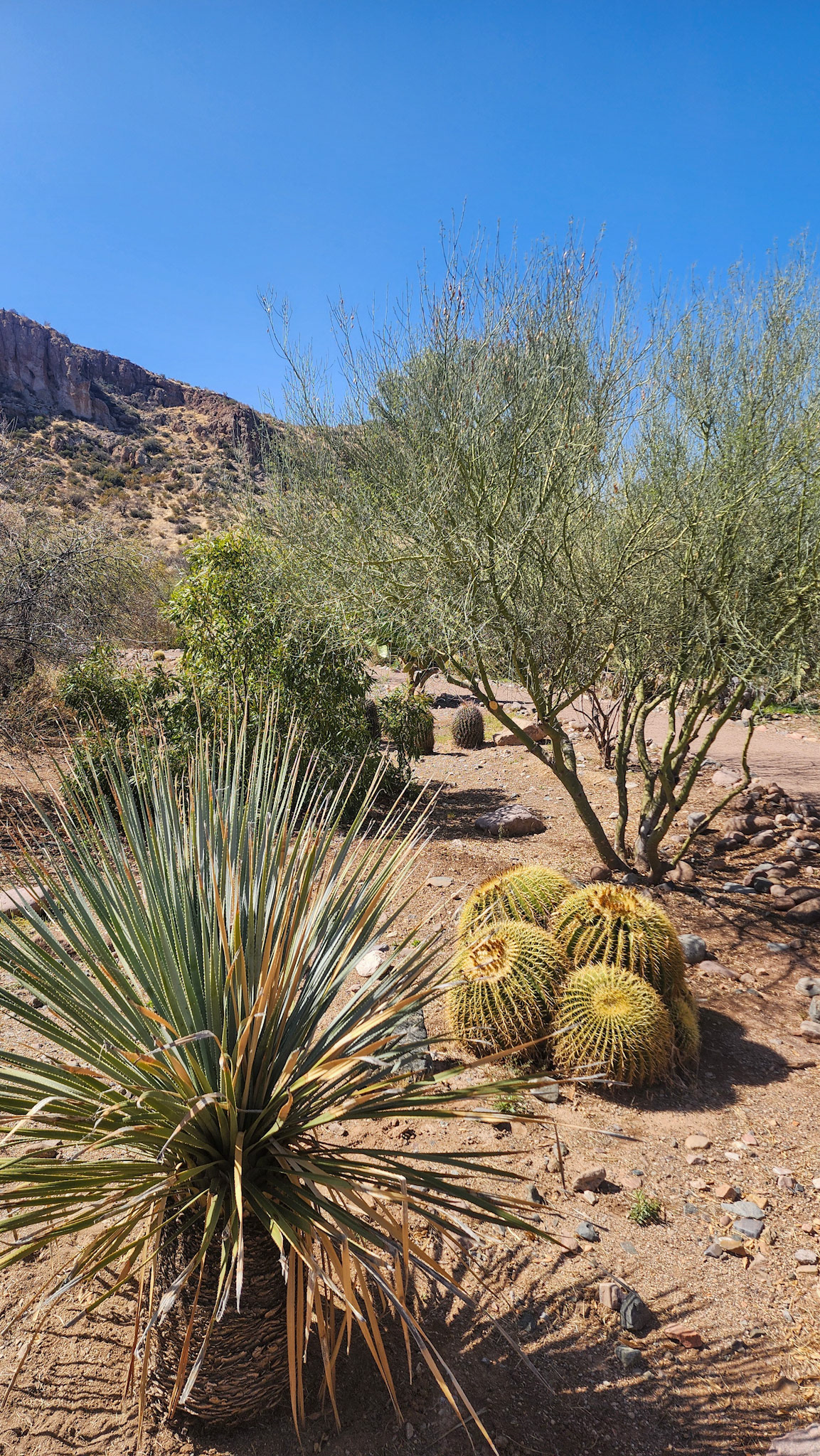 Boyce Thompson Arboretum, AZ