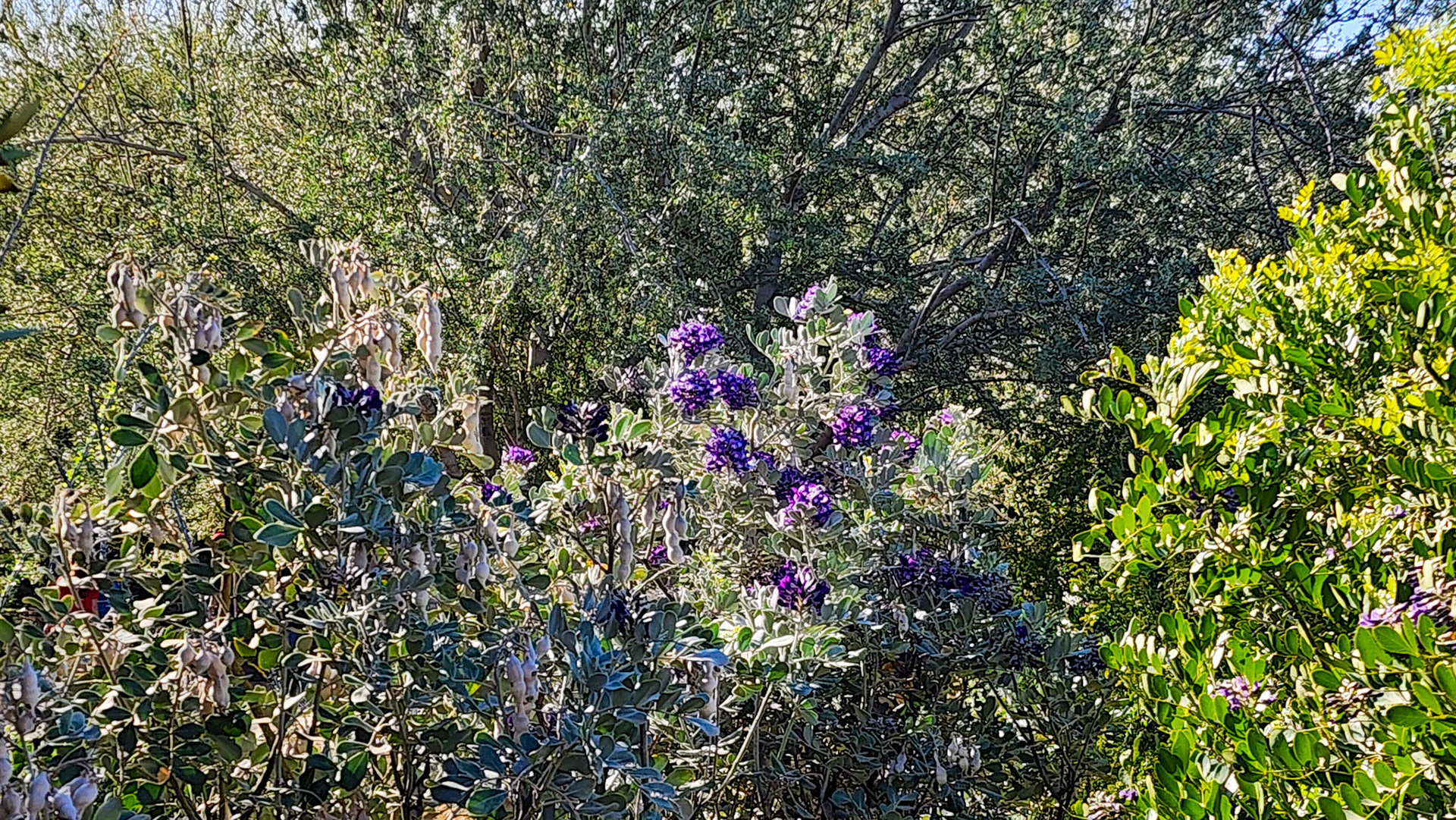 Desert Botanical Garden, Phoenix, AZ